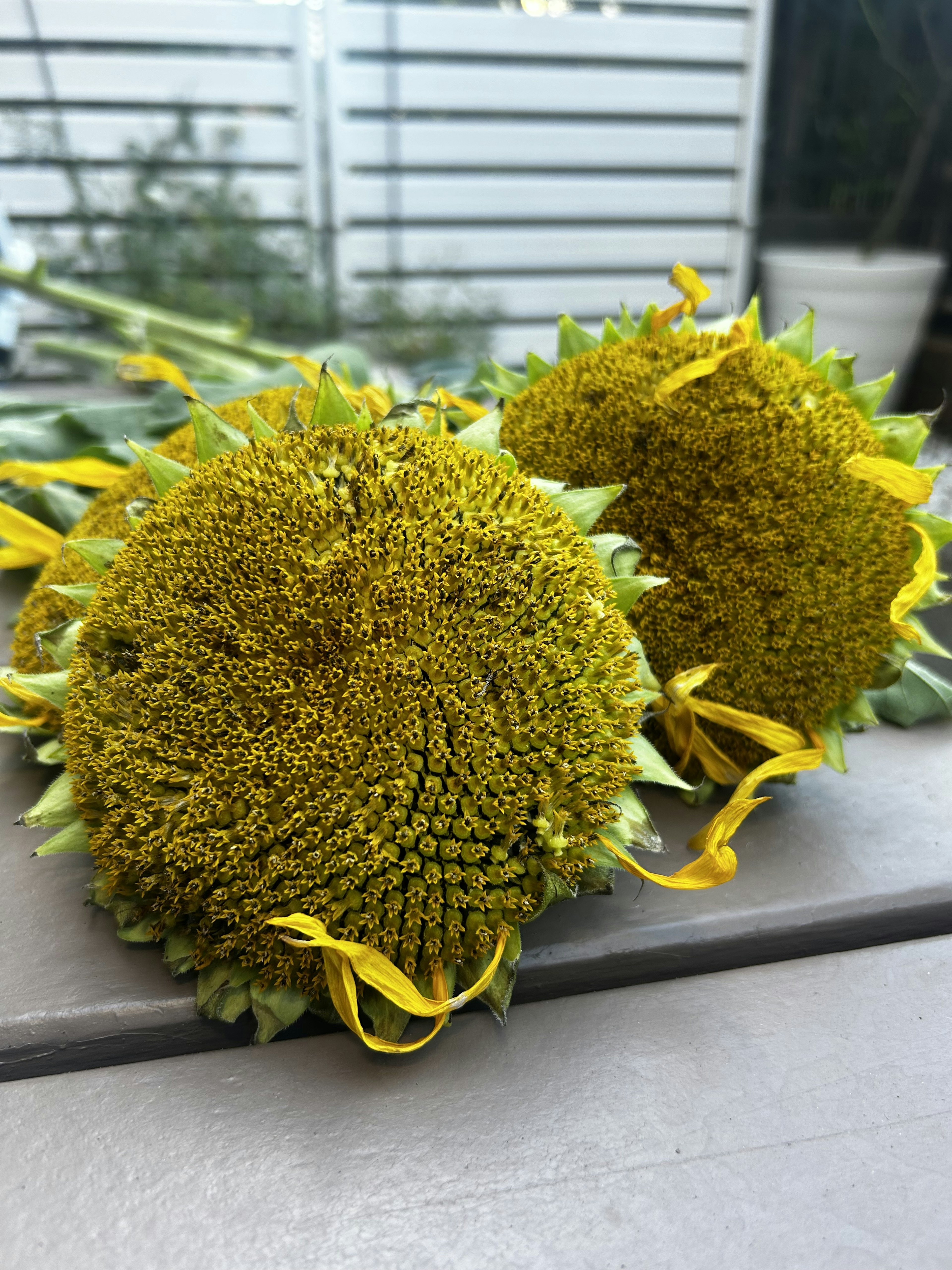 Two distinctive yellow sunflower heads close together