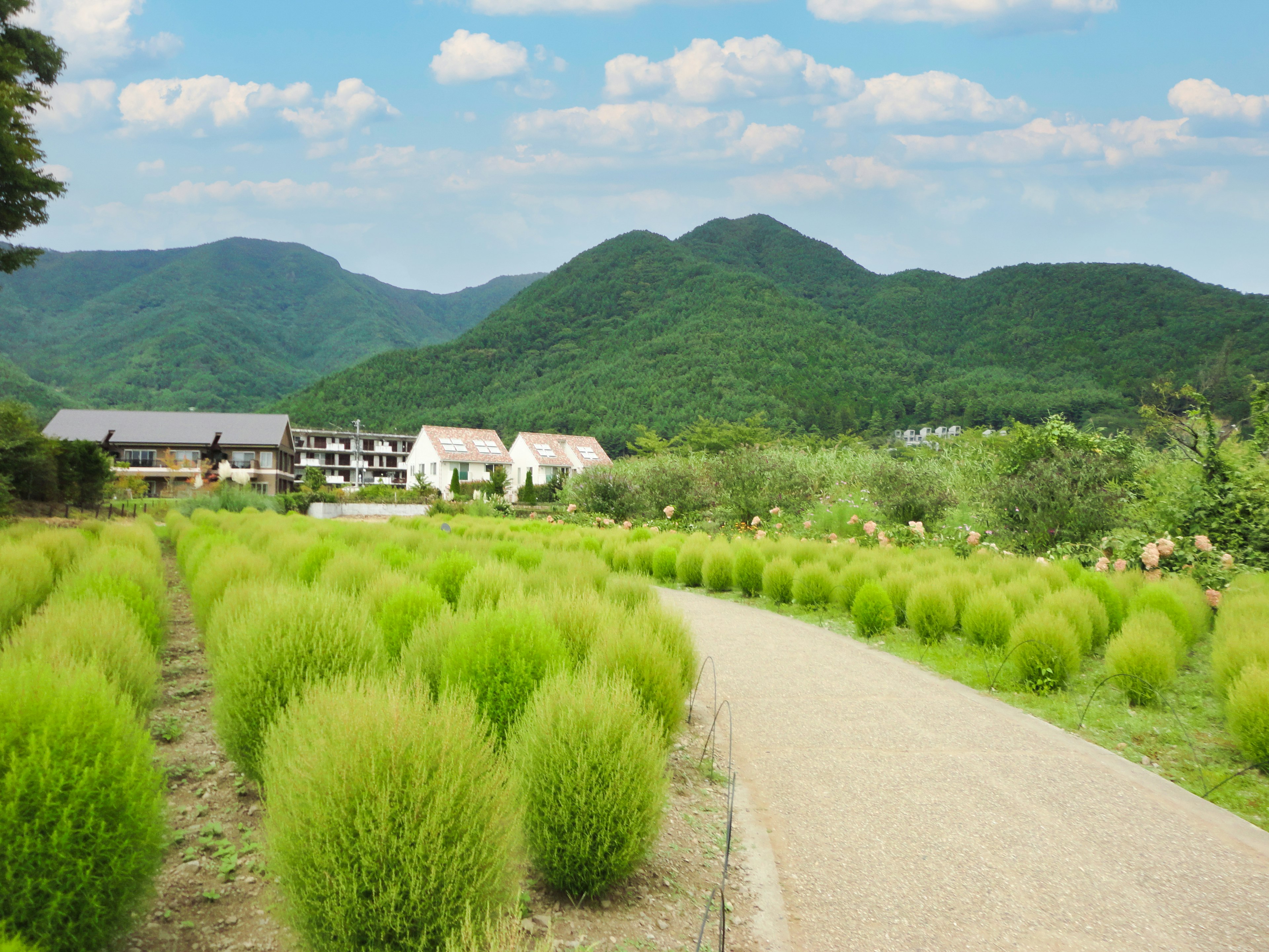 Paisaje verde con colinas onduladas y un camino sinuoso