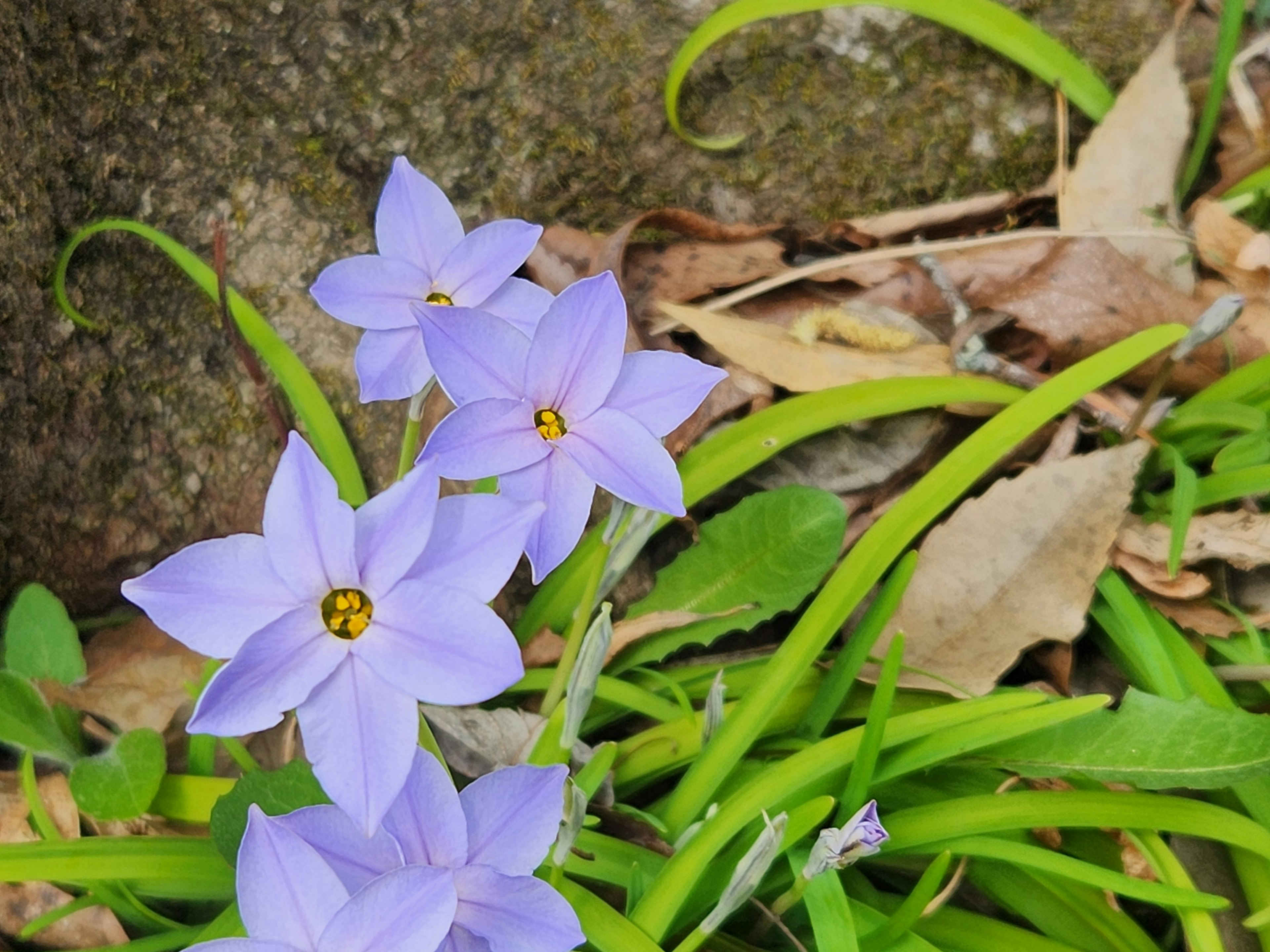 Primer plano de flores moradas con hojas verdes