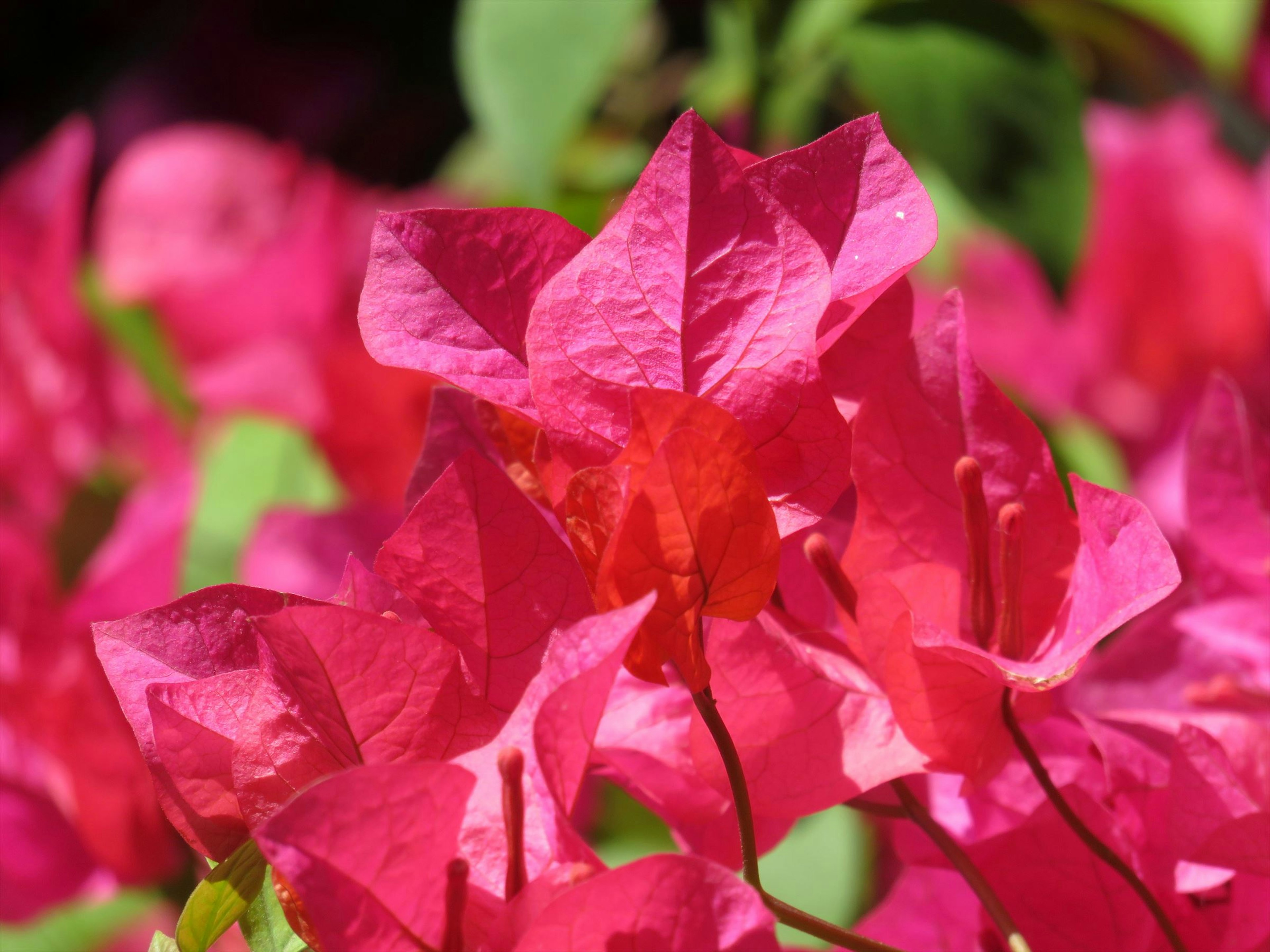 Lebendige rosa Bougainvillea-Blüten in voller Blüte