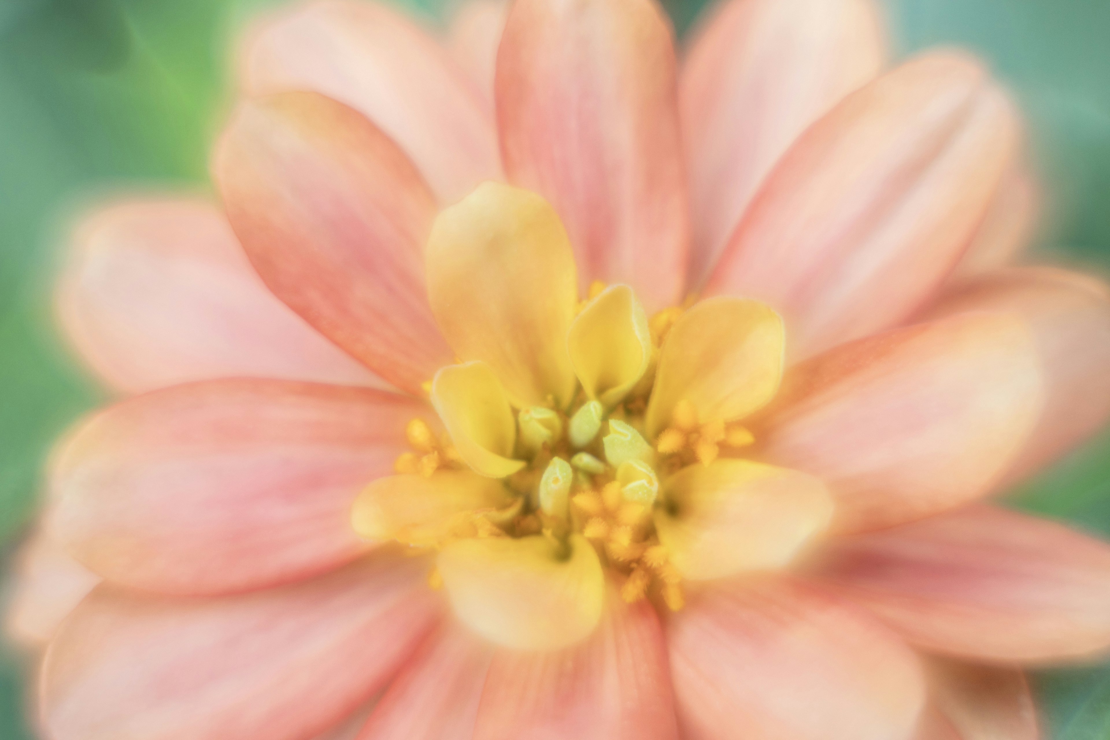 Primo piano di un fiore con petali rosa soffici e un centro giallo