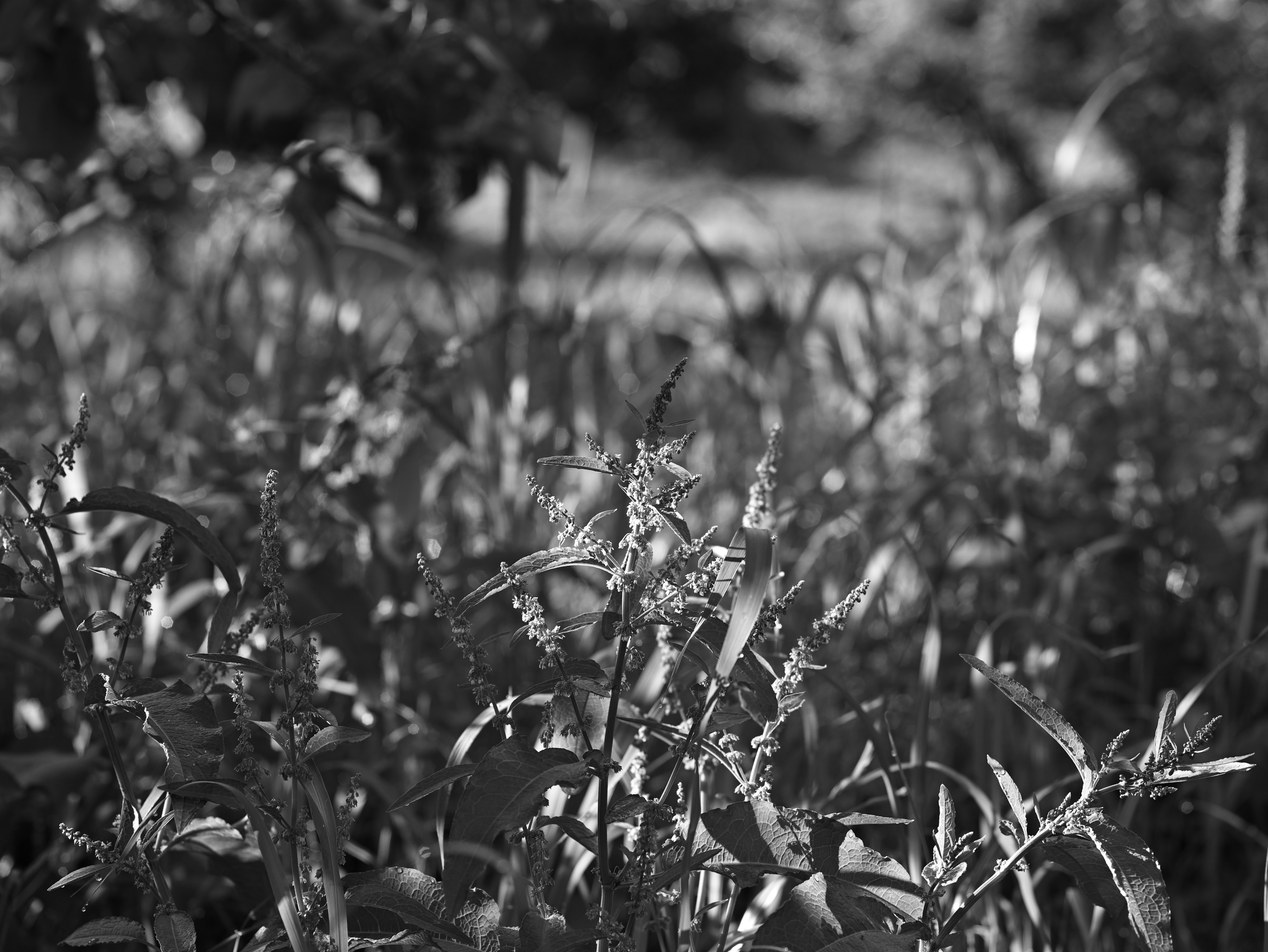 Acercamiento de plantas en un campo de hierba en blanco y negro