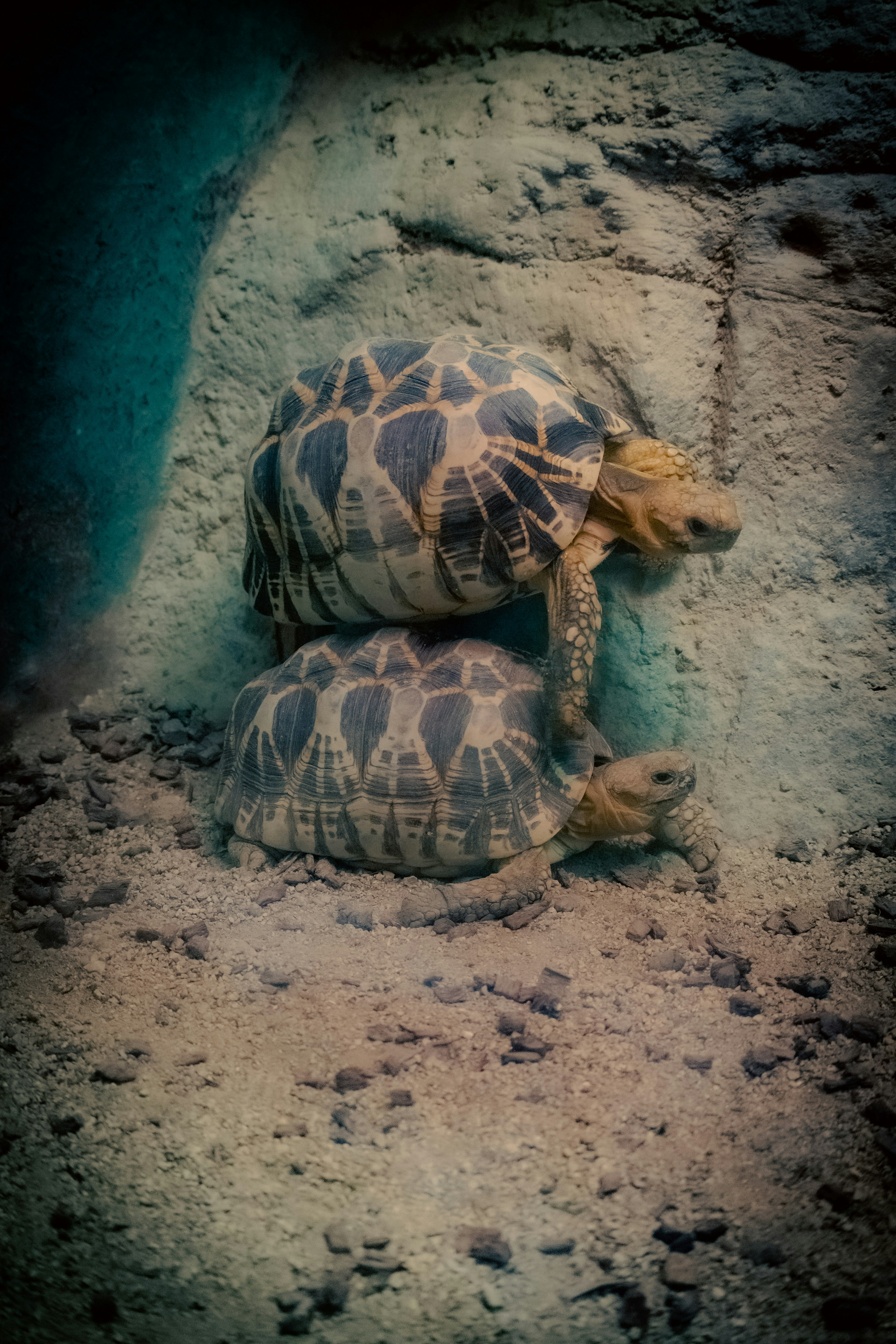 Two tortoises resting on a rocky surface