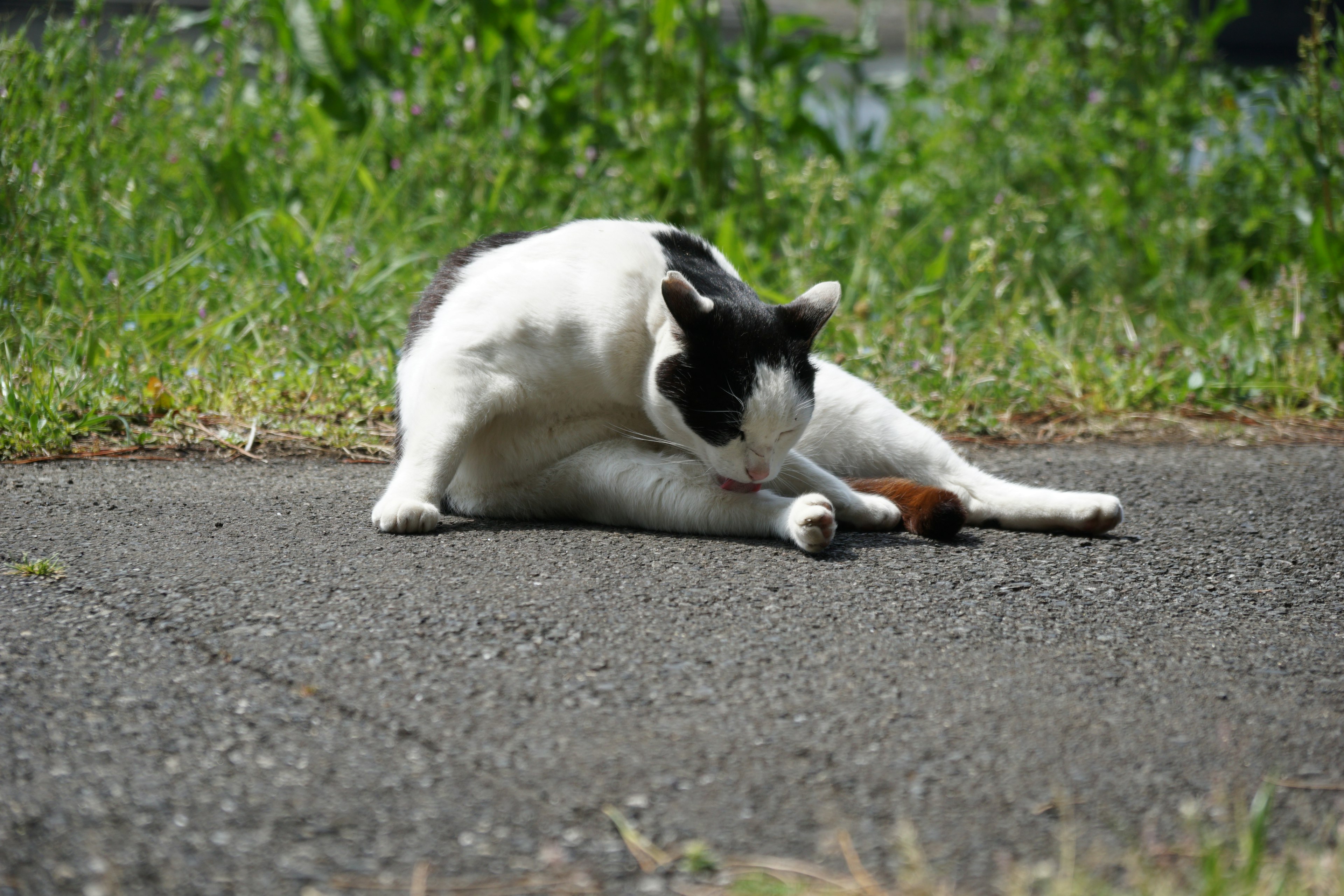 Gato blanco y negro acicalándose en la carretera