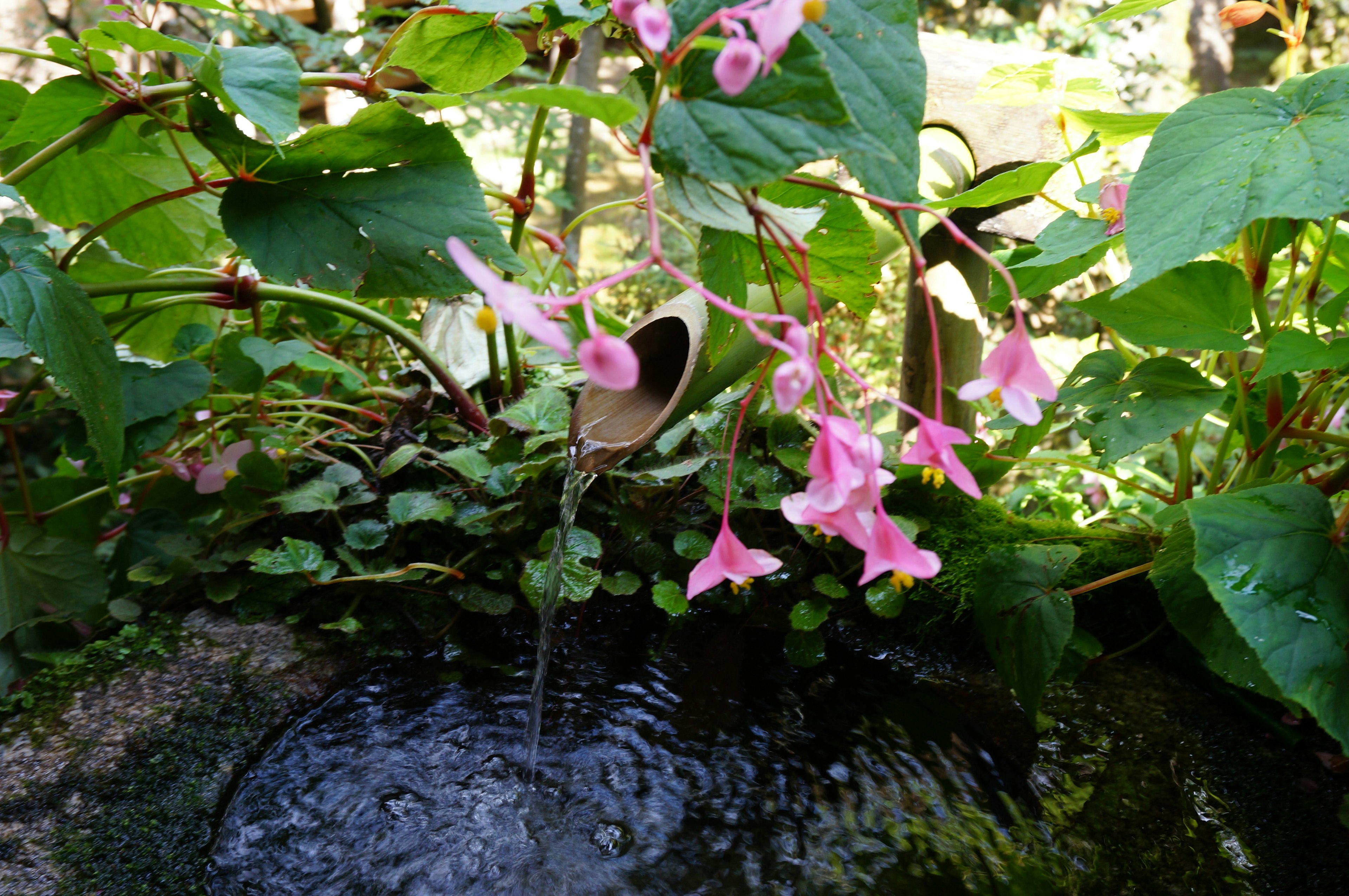 水の流れとピンクの花が咲く緑の植物のクローズアップ