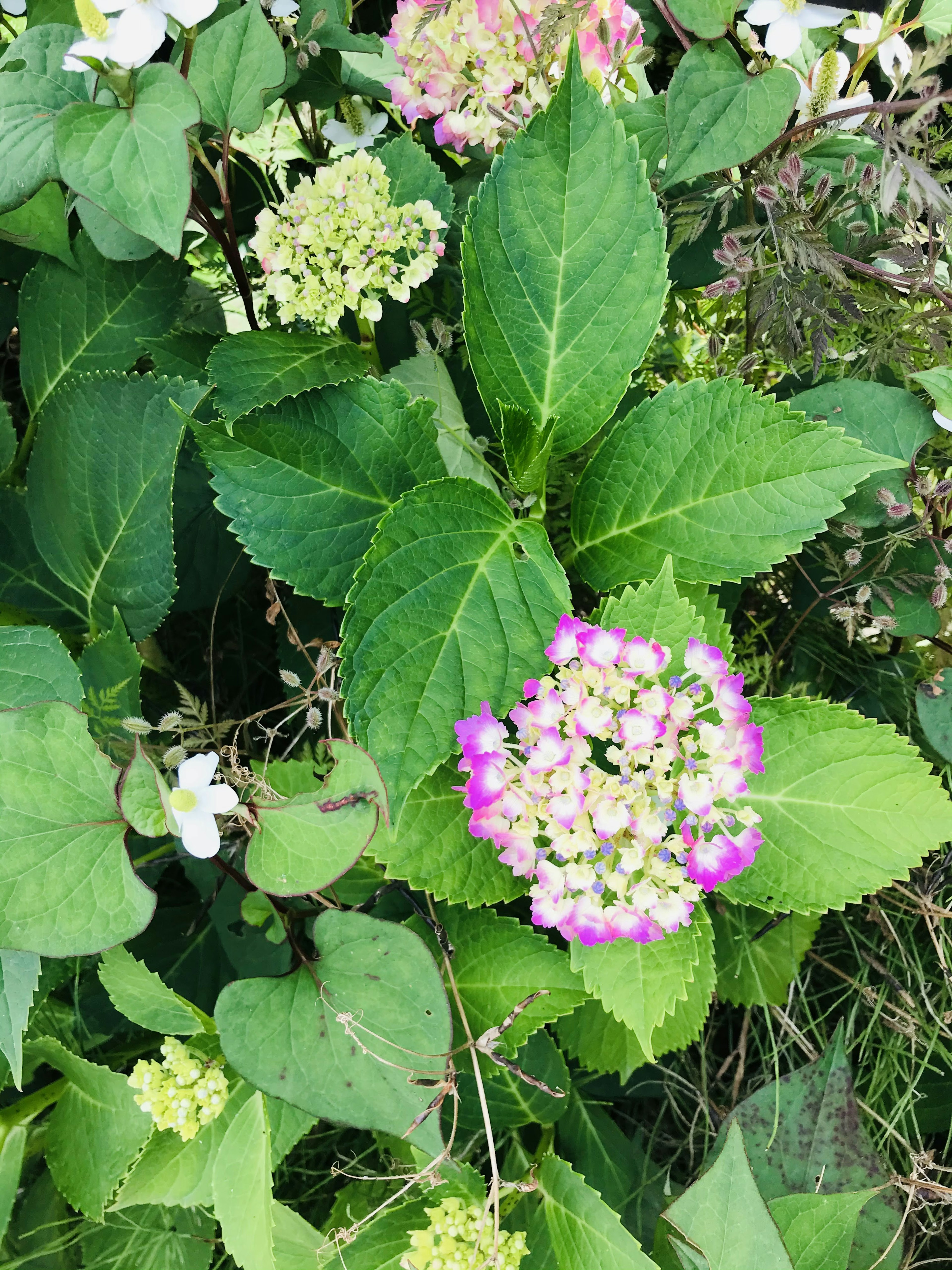 緑の葉に囲まれた鮮やかなピンクと白の花の円形の花束