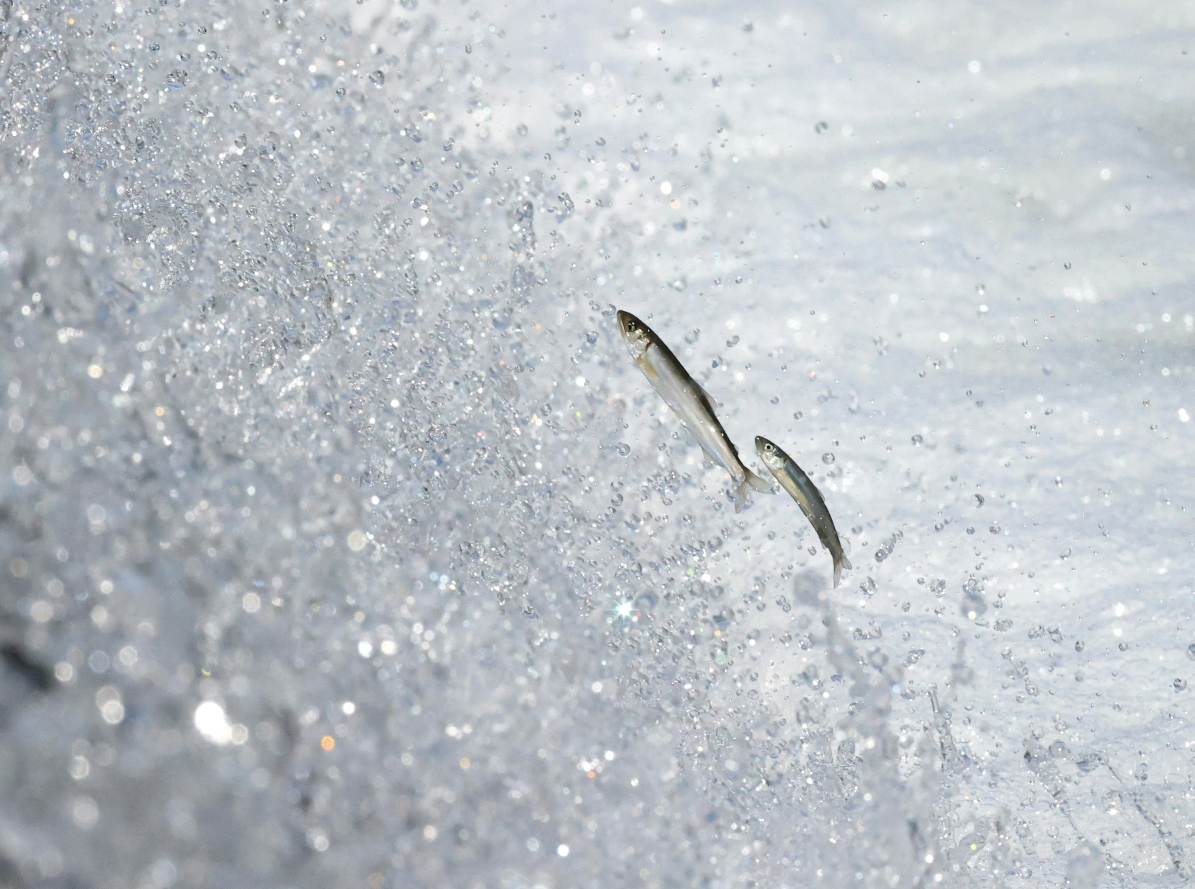 Pesce che salta tra onde scintillanti