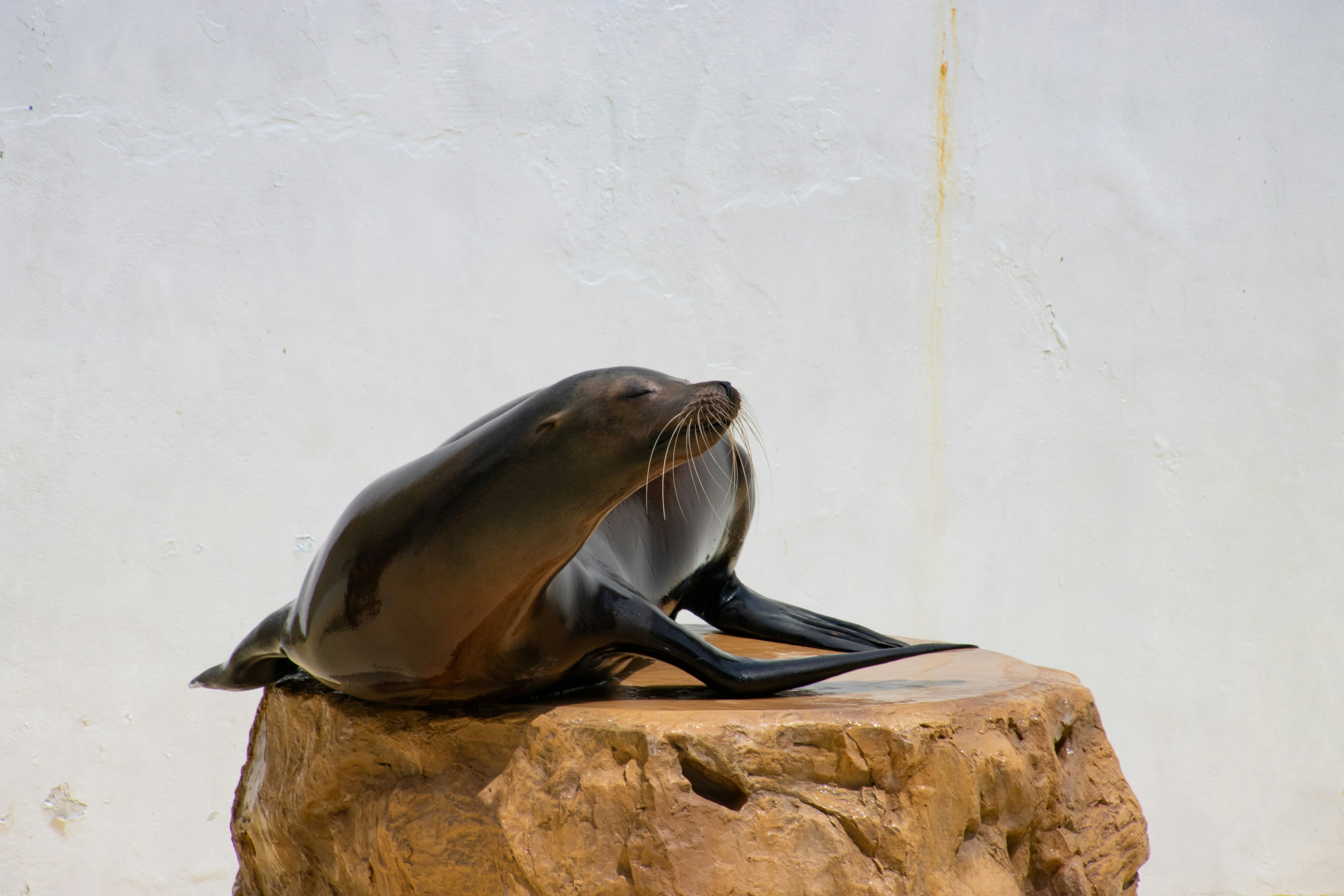 A sea lion resting on a rock