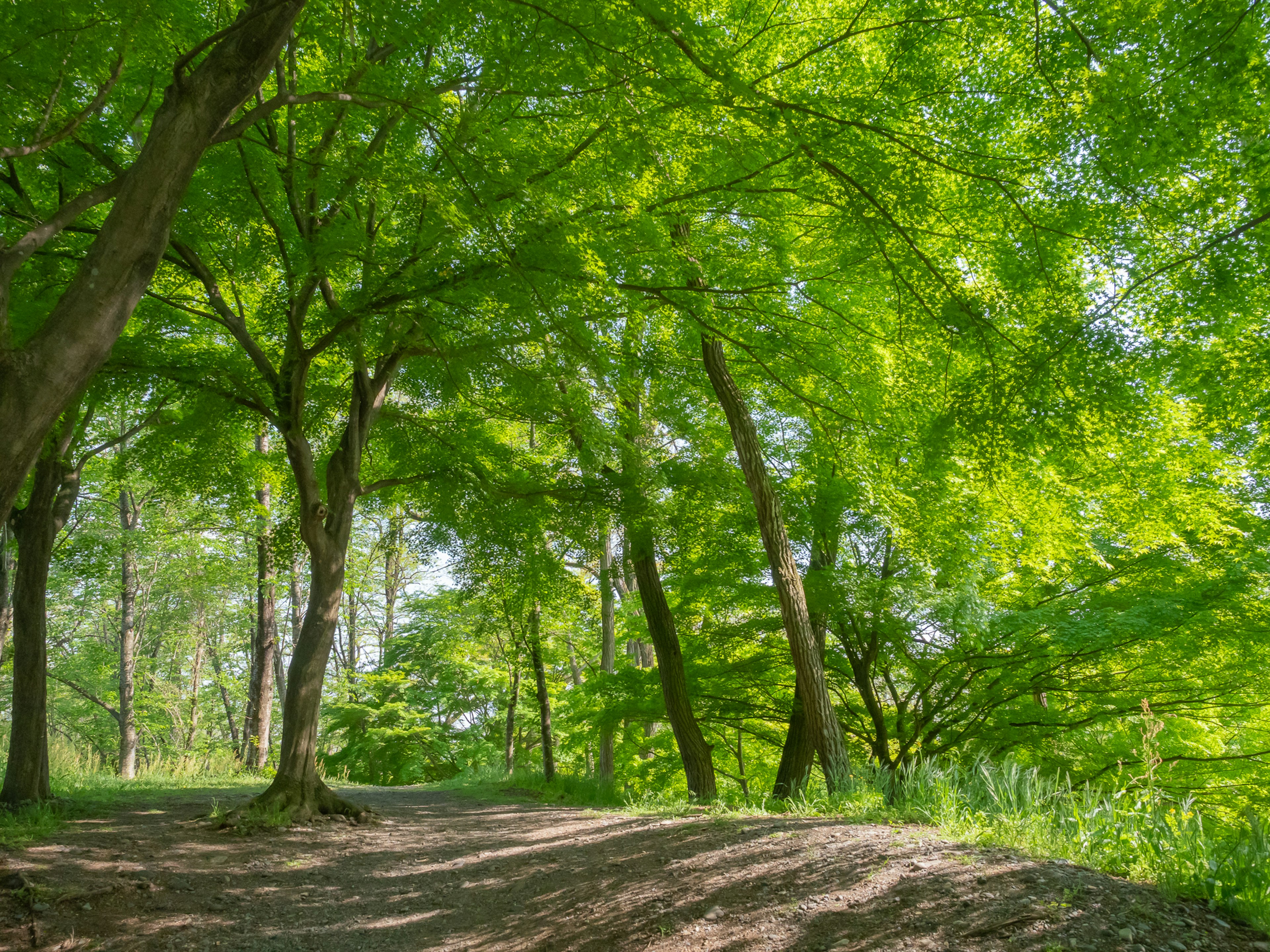 Lush green trees in a forest scene with bright sunlight filtering through