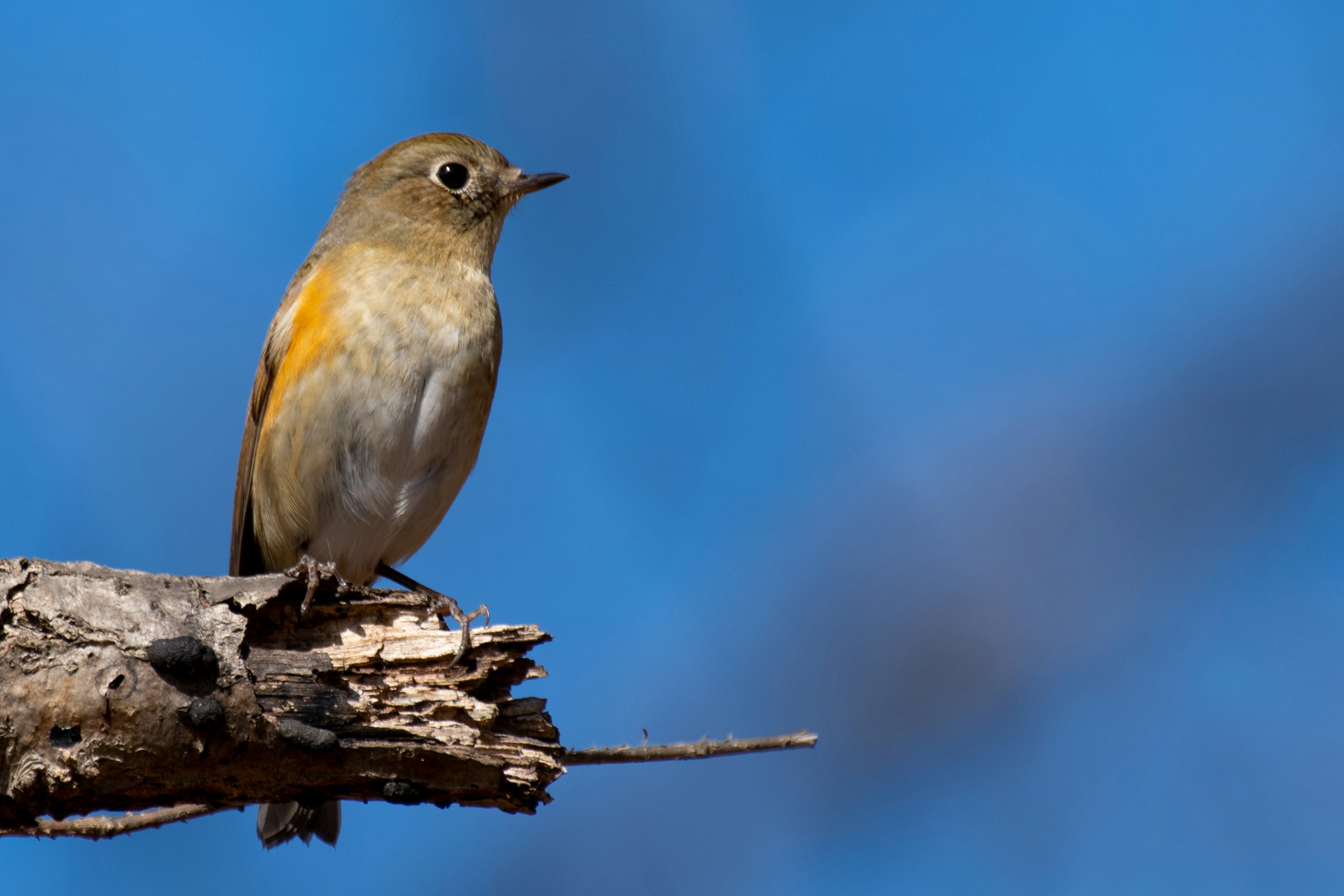 Ein kleiner Vogel sitzt auf einem Ast vor einem blauen Himmel