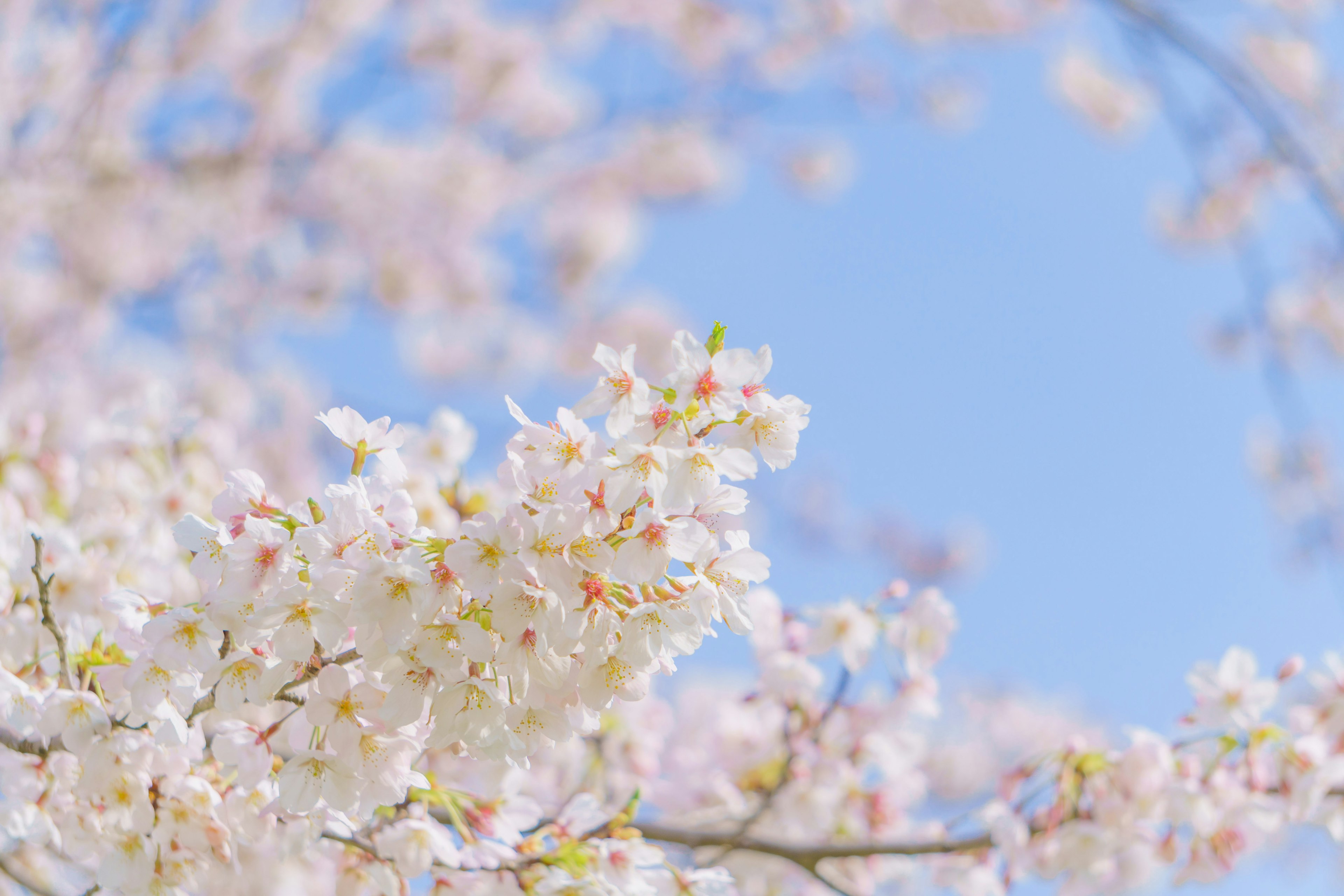 Bunga sakura mekar sepenuhnya di bawah langit biru yang cerah