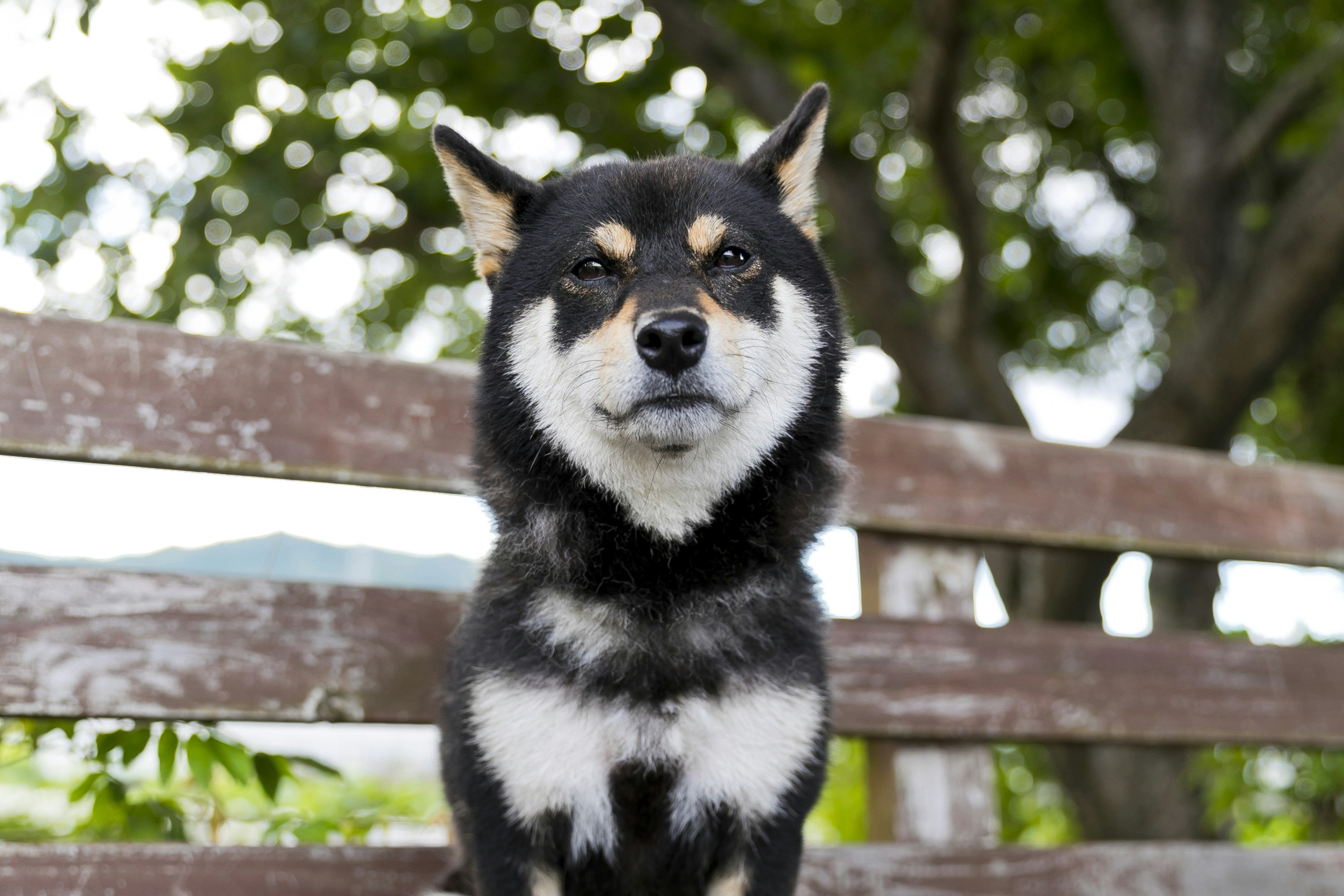 Shiba Inu dengan bulu hitam duduk di bangku