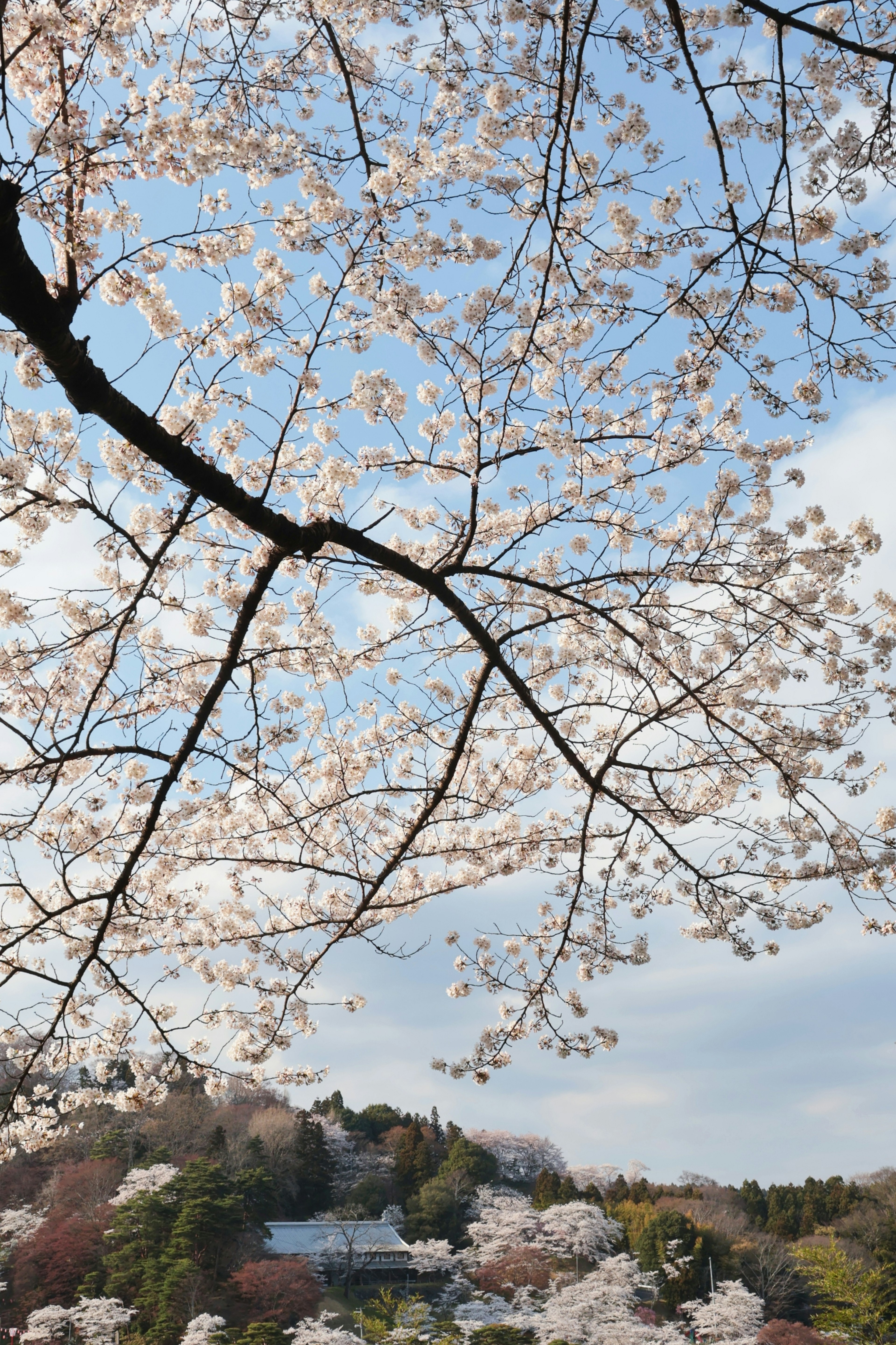 桜の花が咲いている枝と青空の風景