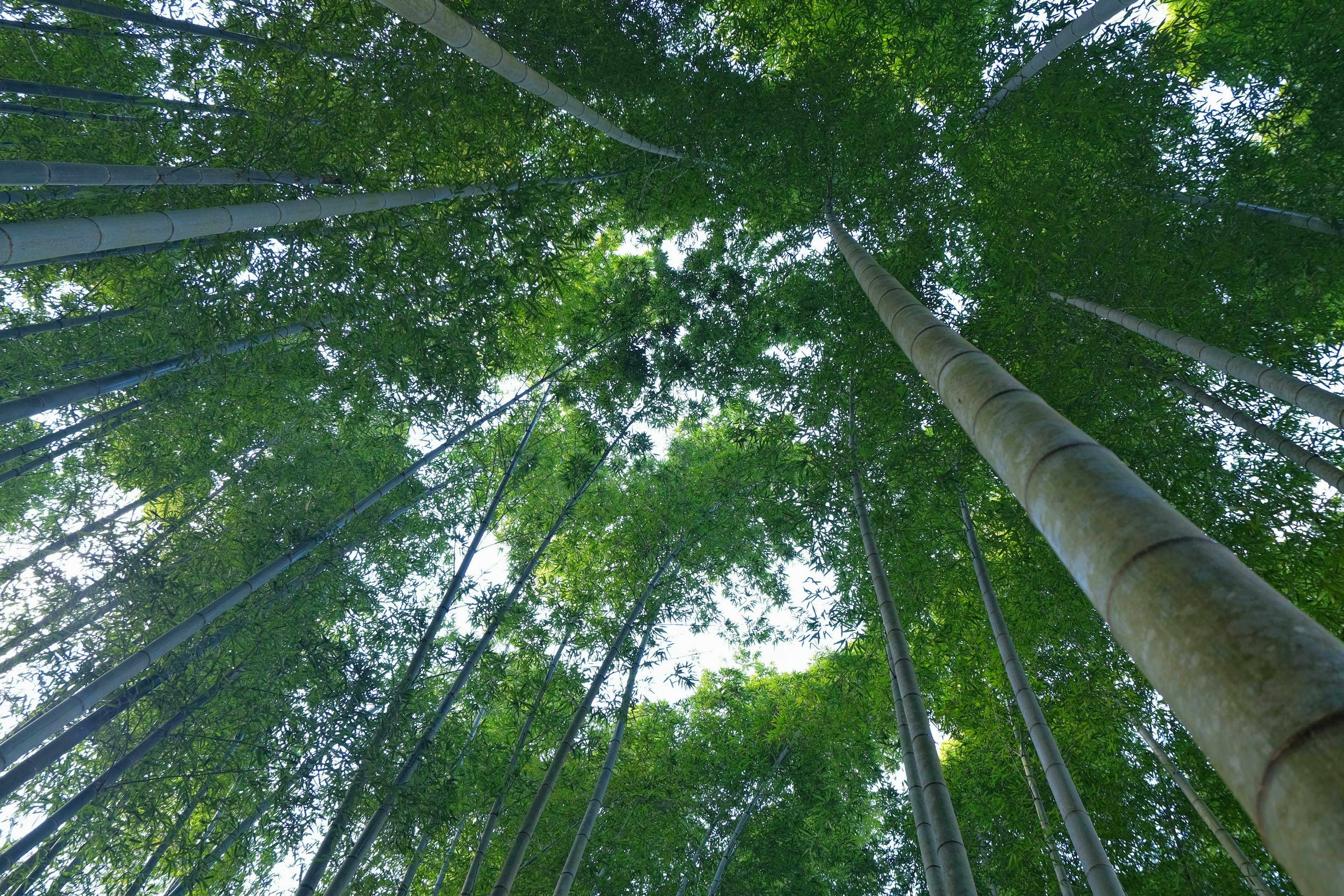 Vista hacia arriba en un bosque de bambú con hojas verdes y troncos delgados