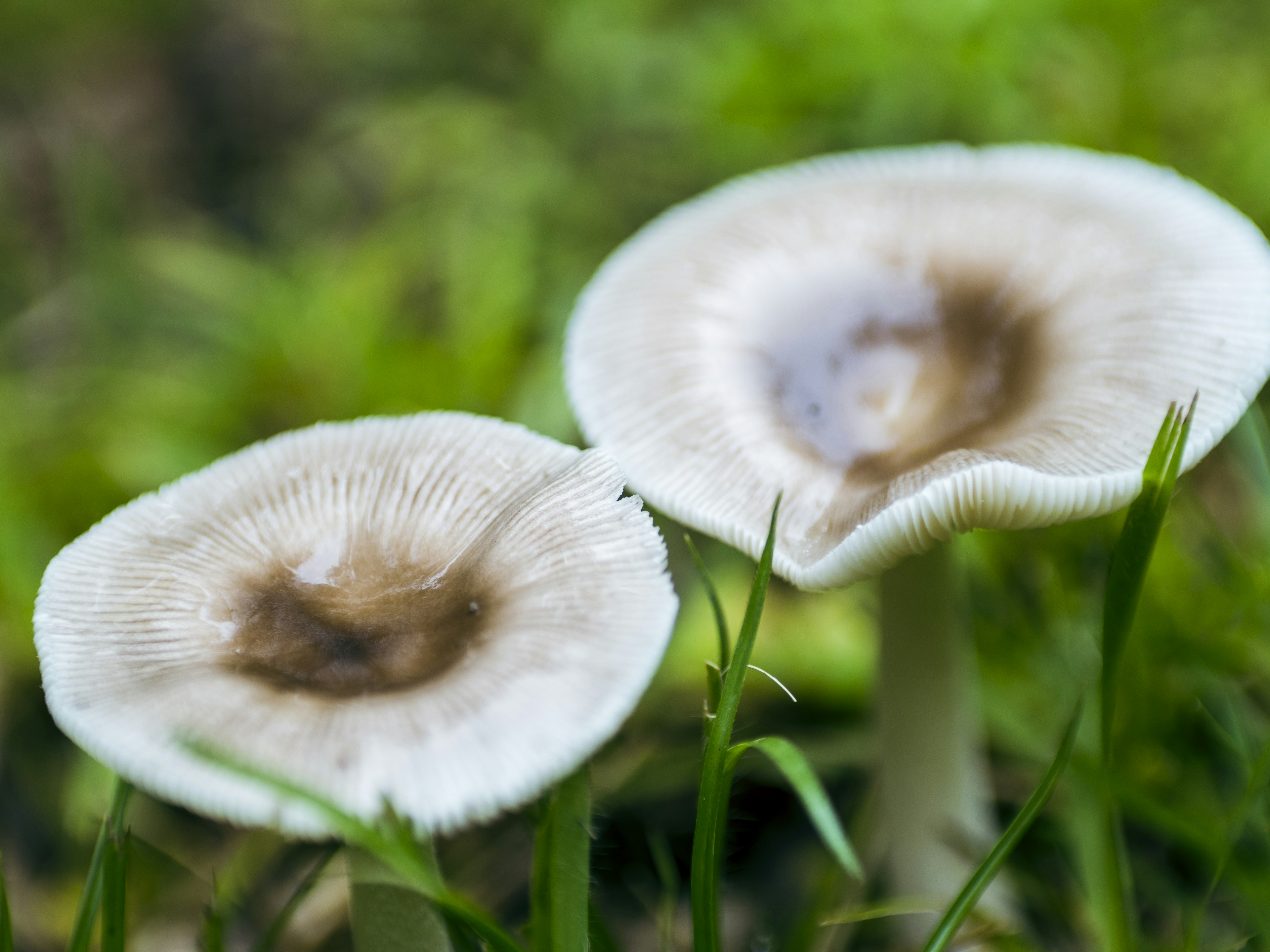 Two white mushrooms in green grass