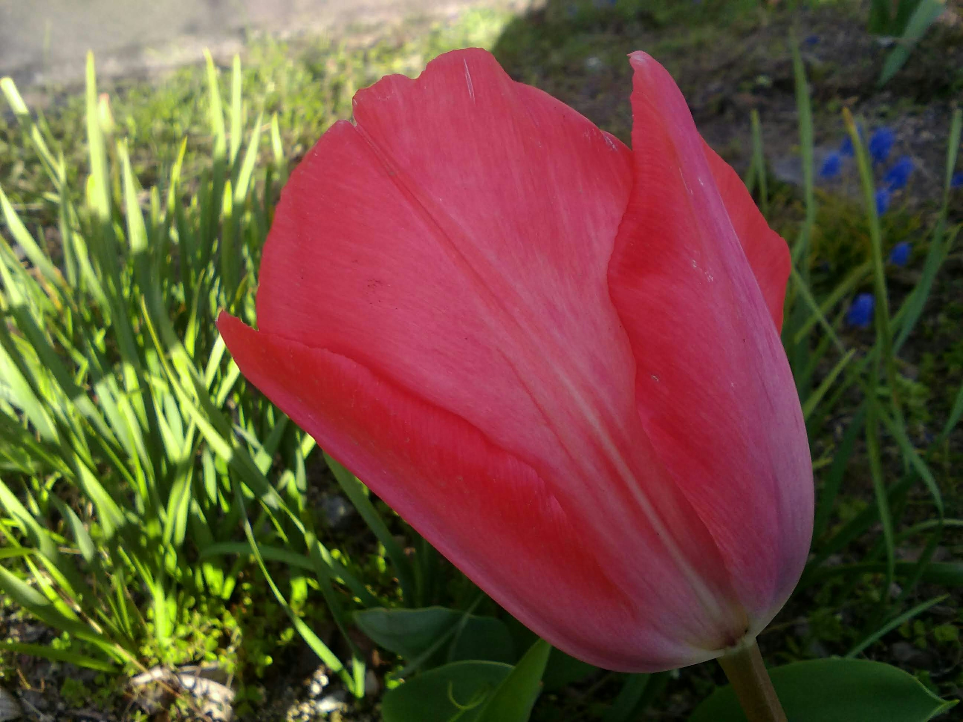 Bunga tulip merah mekar di antara rumput hijau