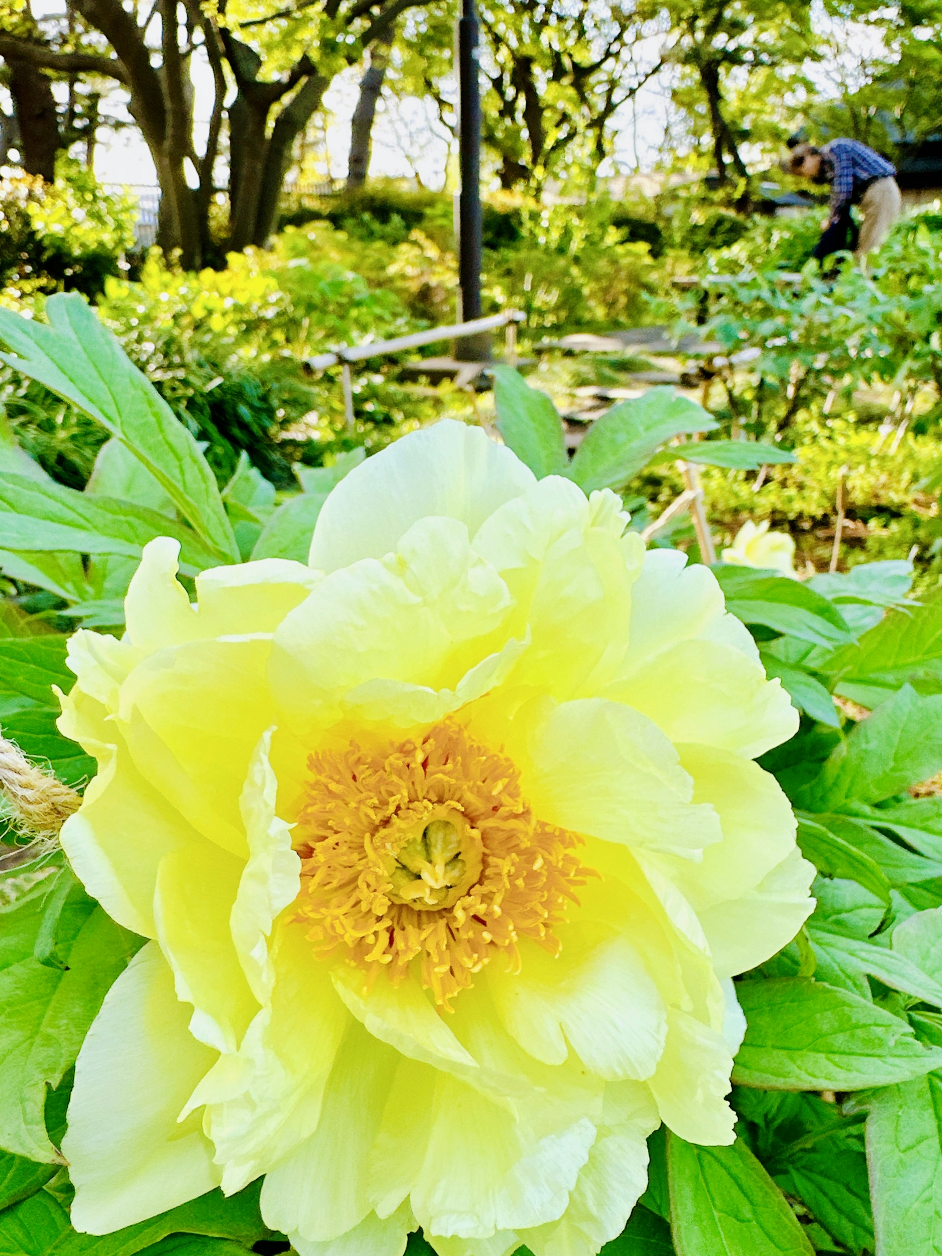 Un fiore giallo brillante circondato da foglie verdi in un giardino