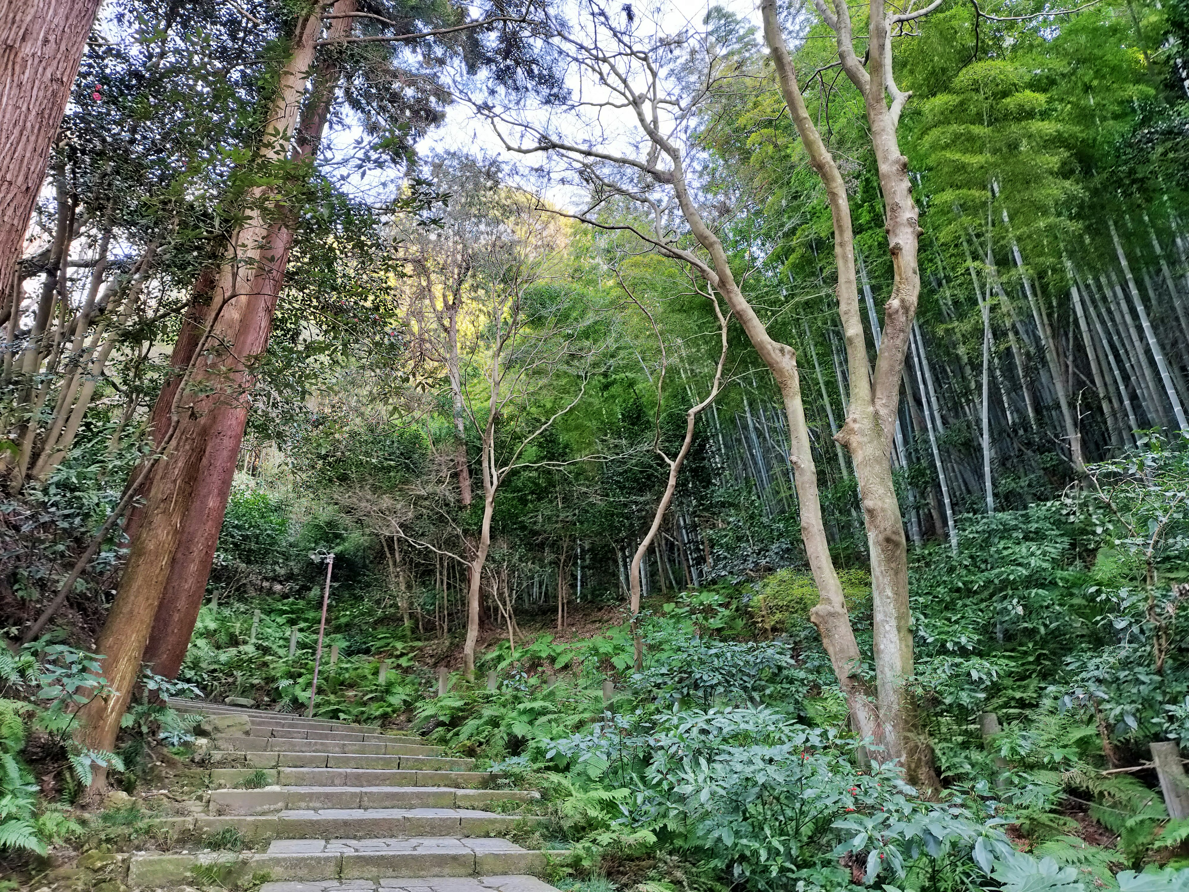 通向郁郁葱葱的森林的石阶，周围有竹子和树木