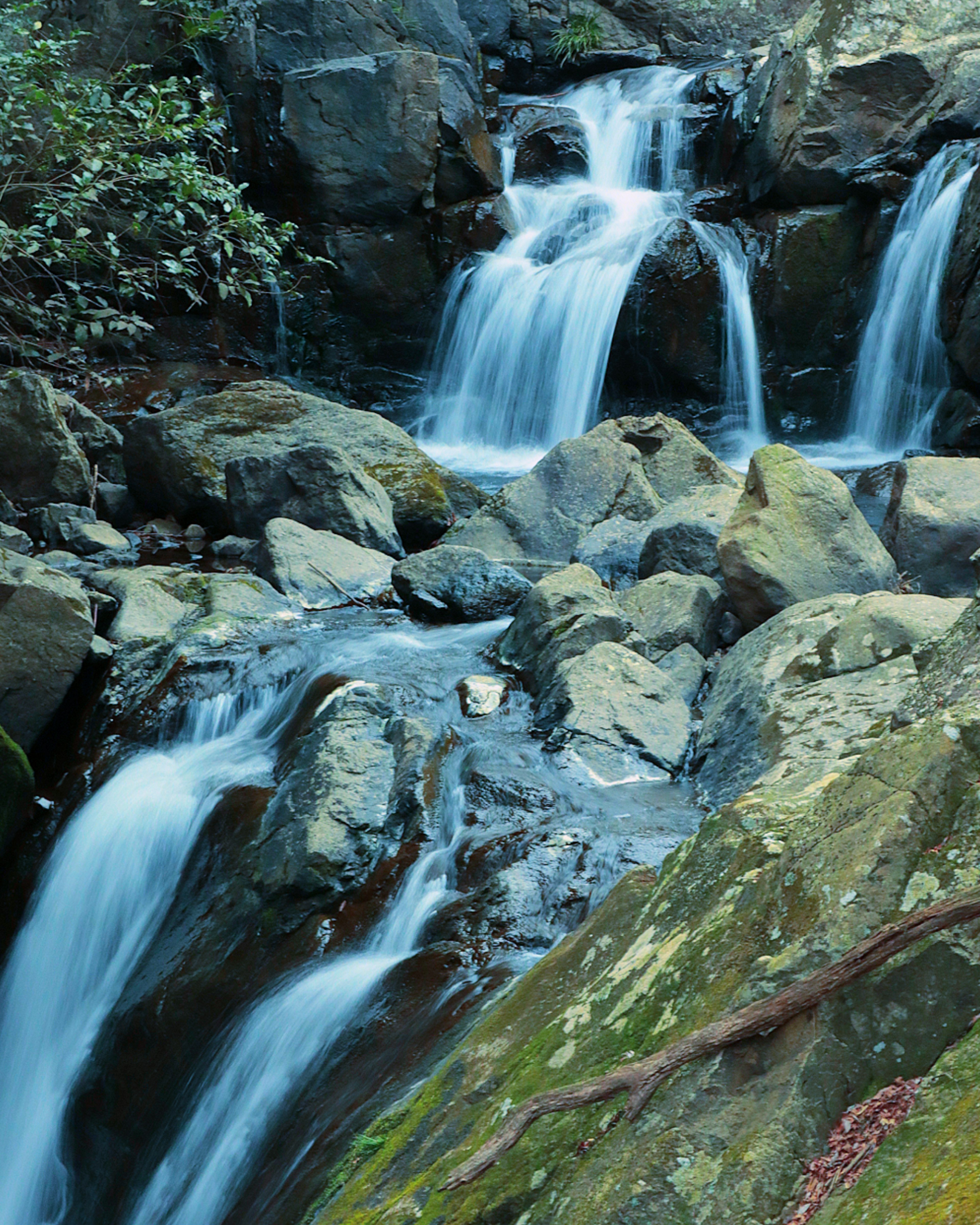 Une belle scène d'une petite cascade qui coule sur des rochers entourés de feuillage vert