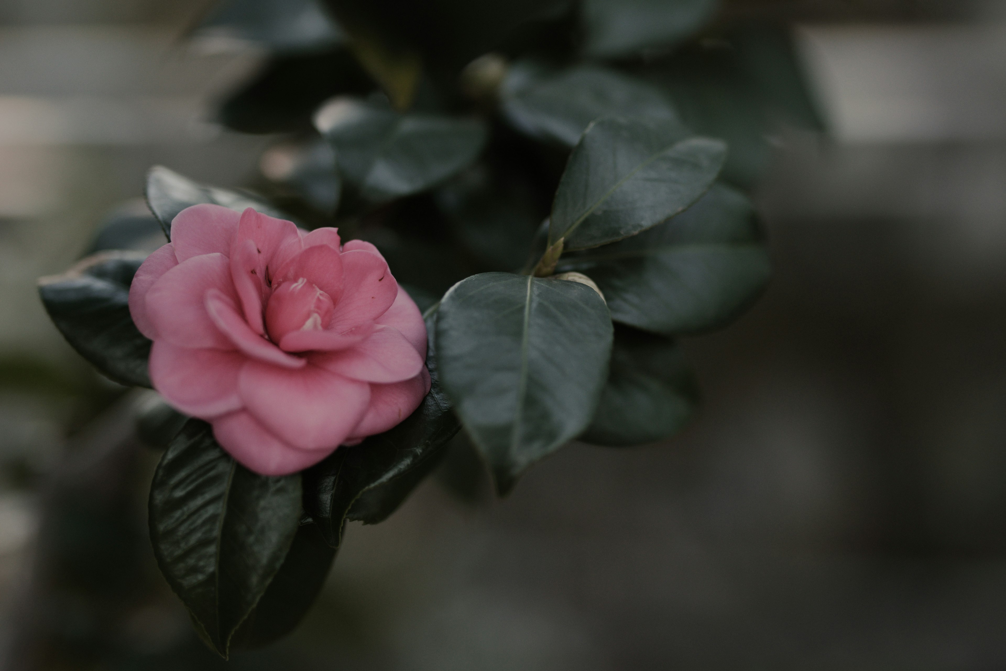 Rosa Blume, die zwischen grünen Blättern blüht