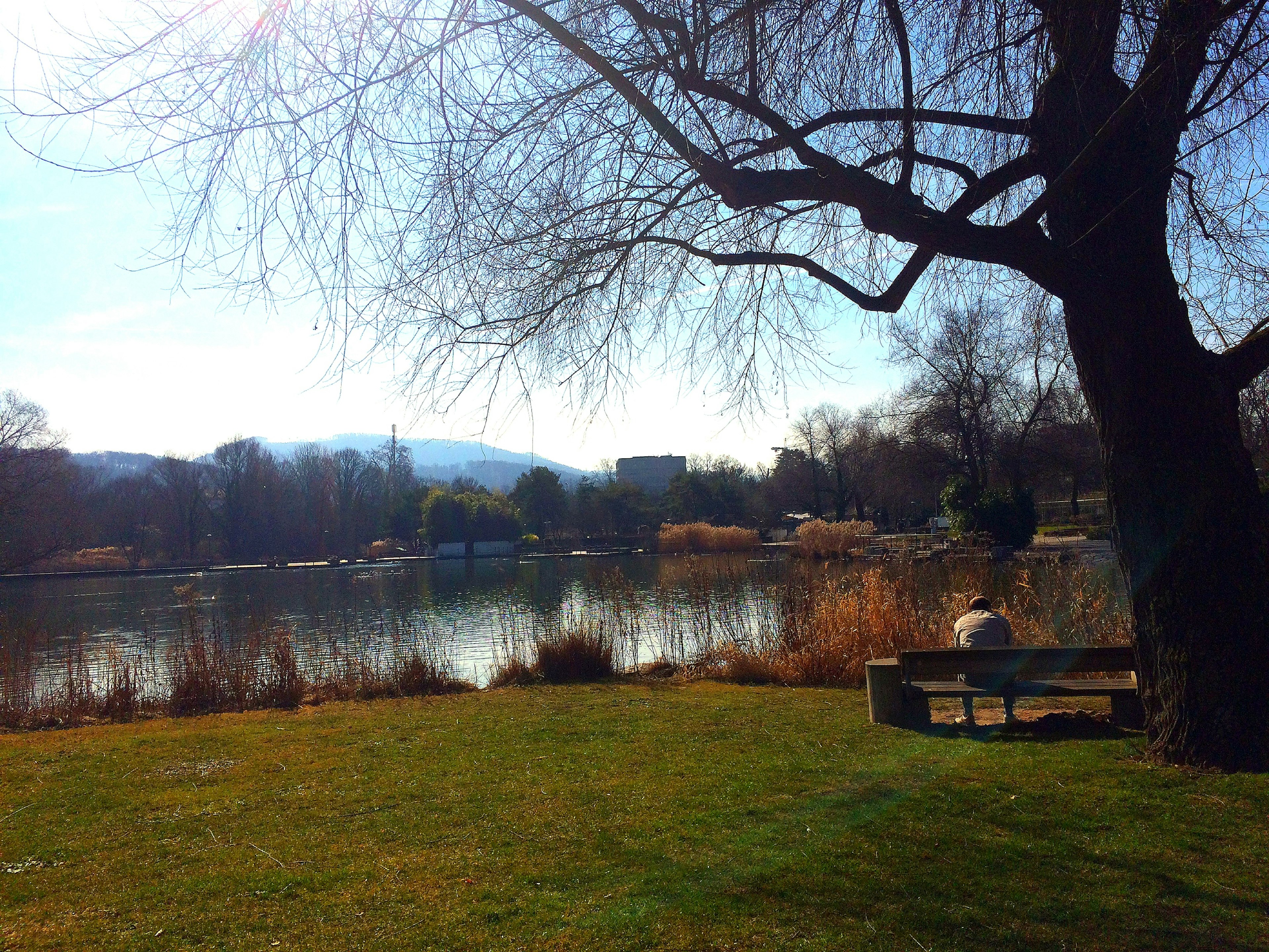 穏やかな湖と青空の下、木陰にベンチがある公園の風景