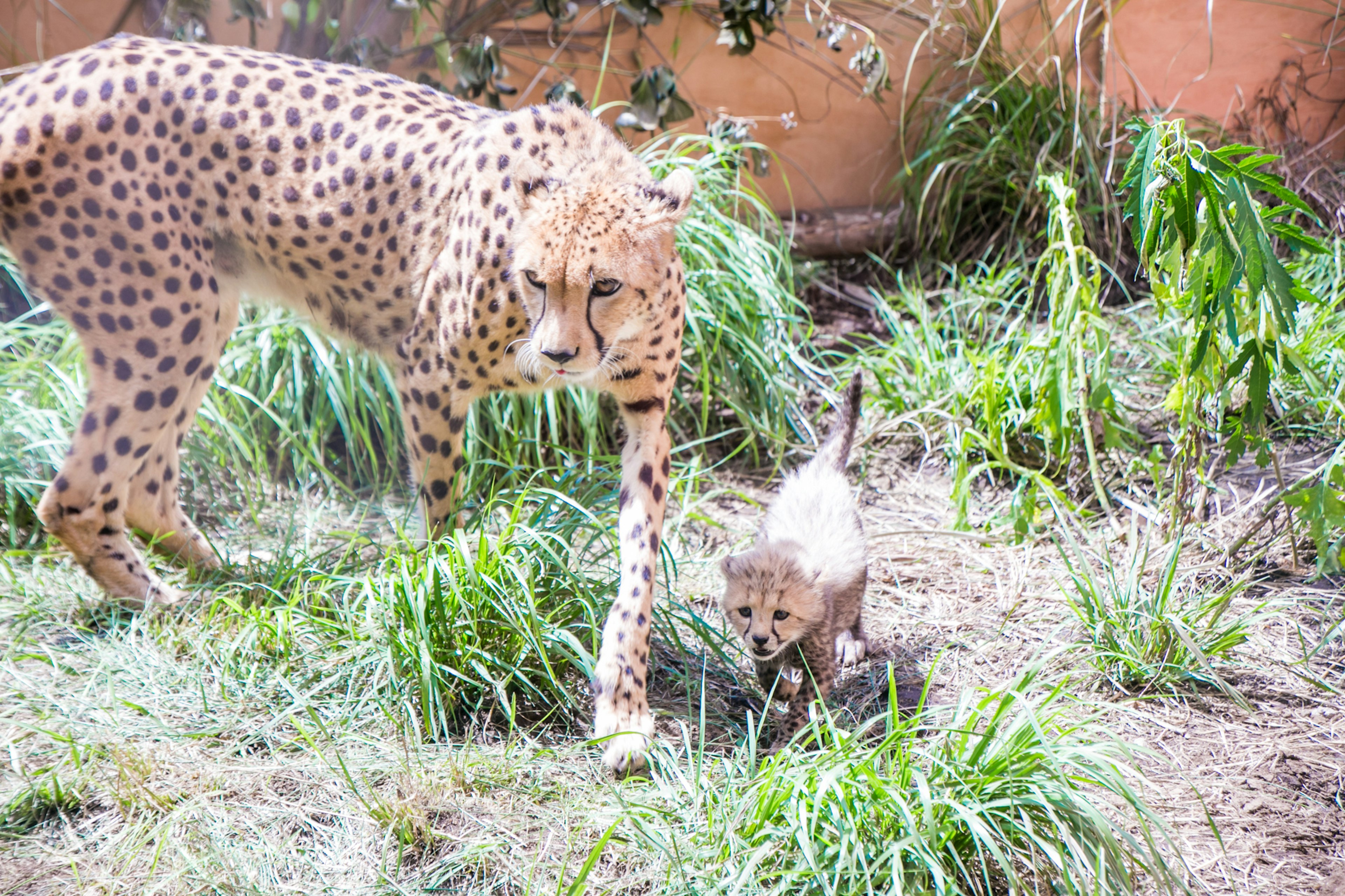 Guépard et bébé guépard marchant dans l'herbe