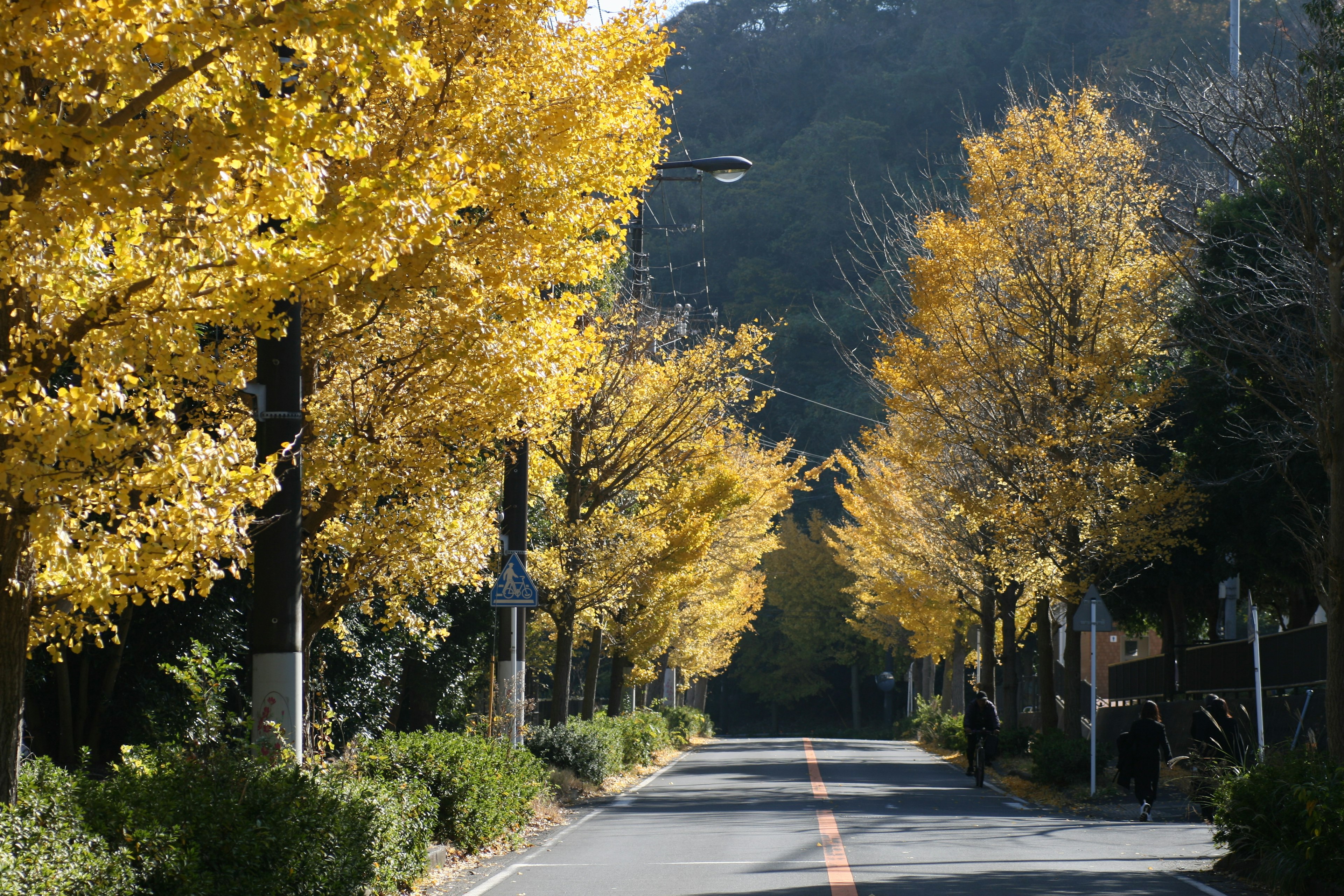 Scenic view of a tree-lined road with yellow leaves