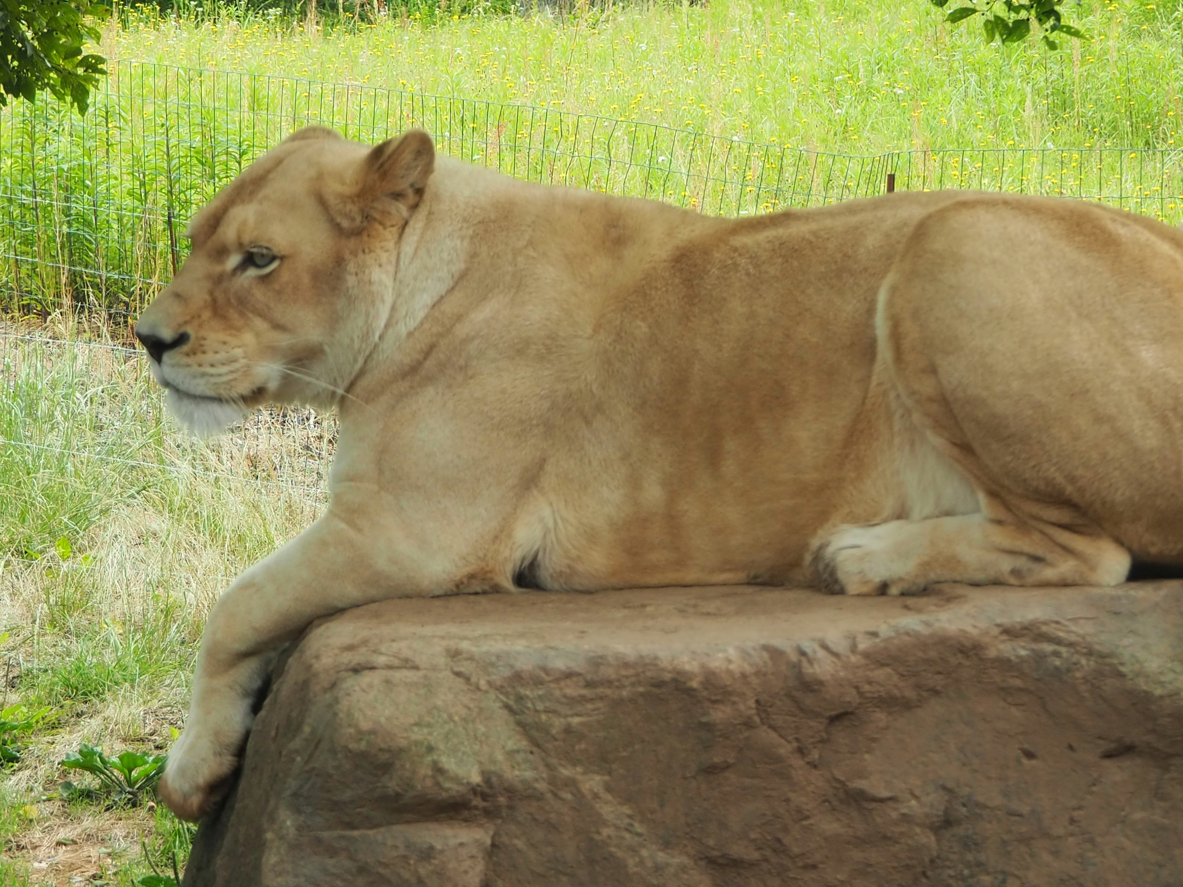 Female lion resting on a rock with a solid build and calm expression green background adds to the scene