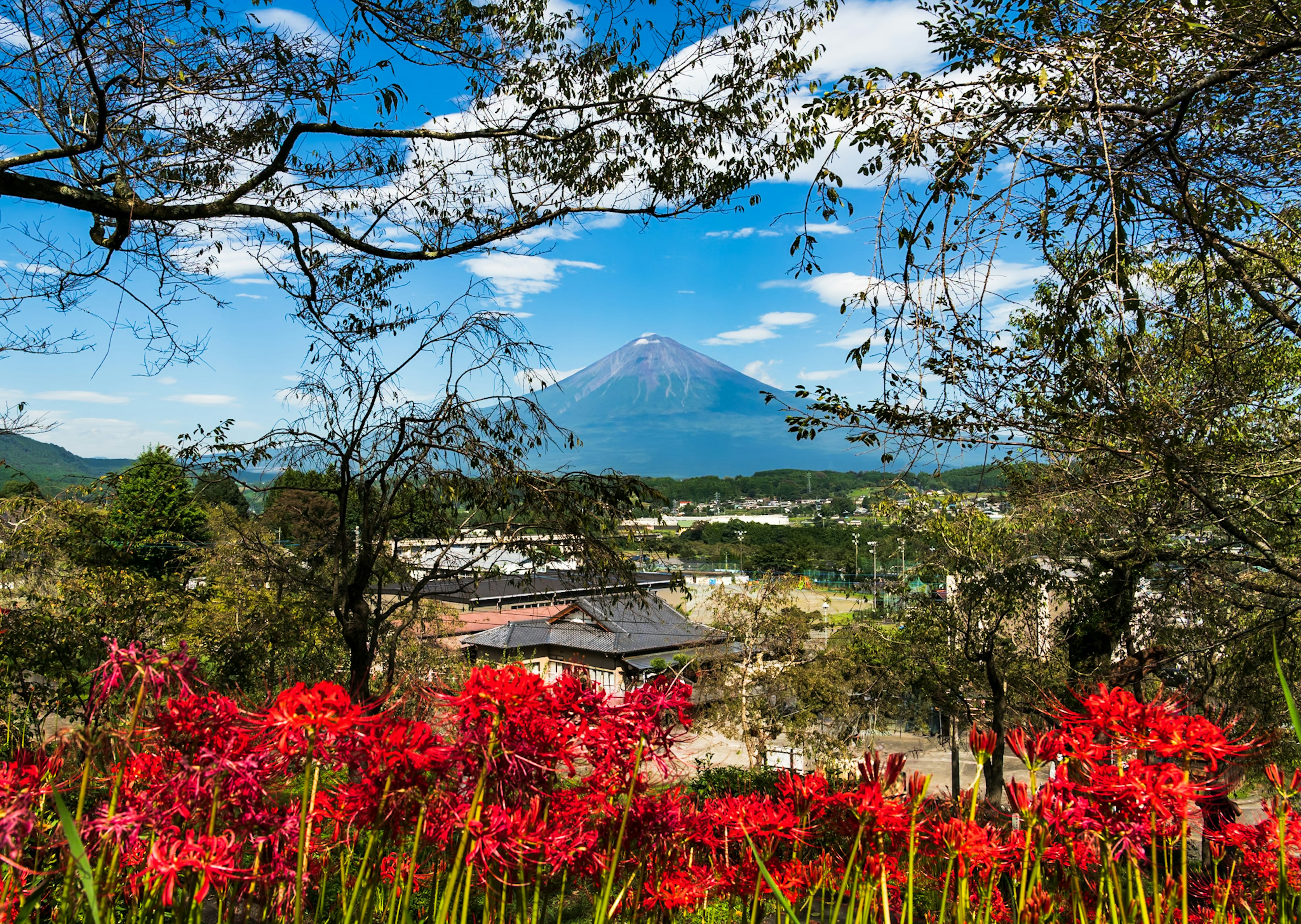 富士山と赤い花が咲く風景の美しい写真