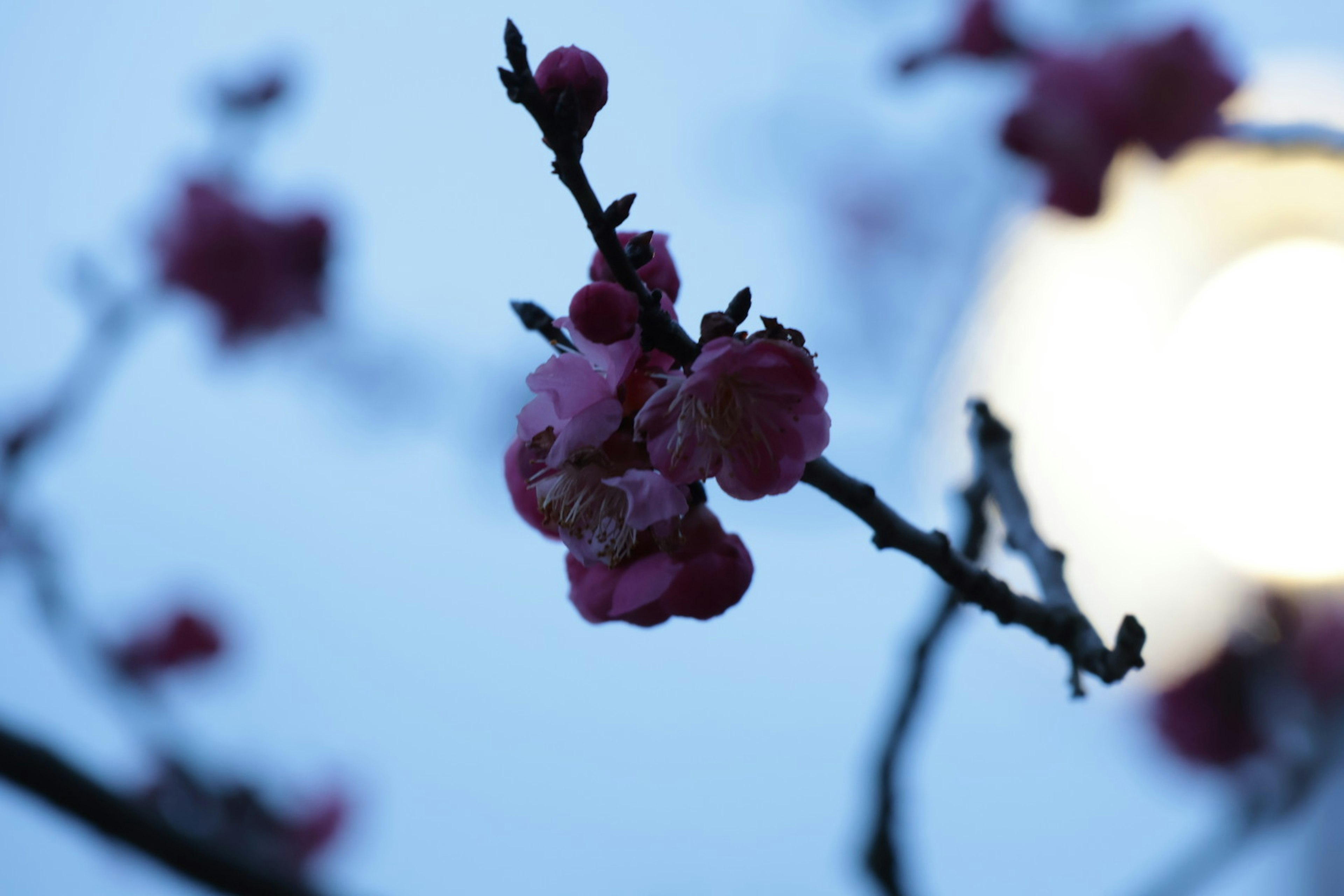 青い背景に咲く桃の花のクローズアップ