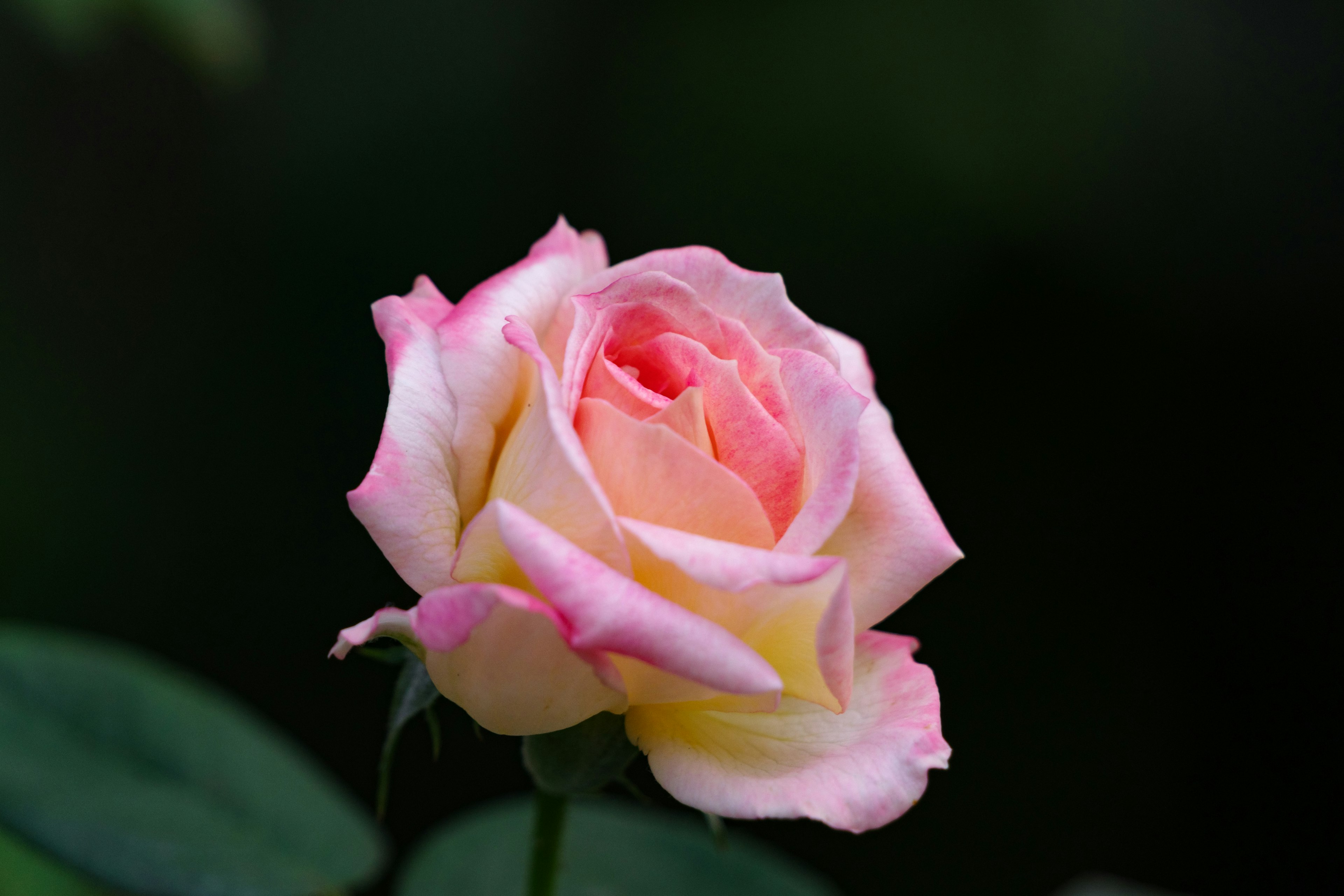 Una flor de rosa de color rosa pálido y amarillo destaca contra un fondo oscuro