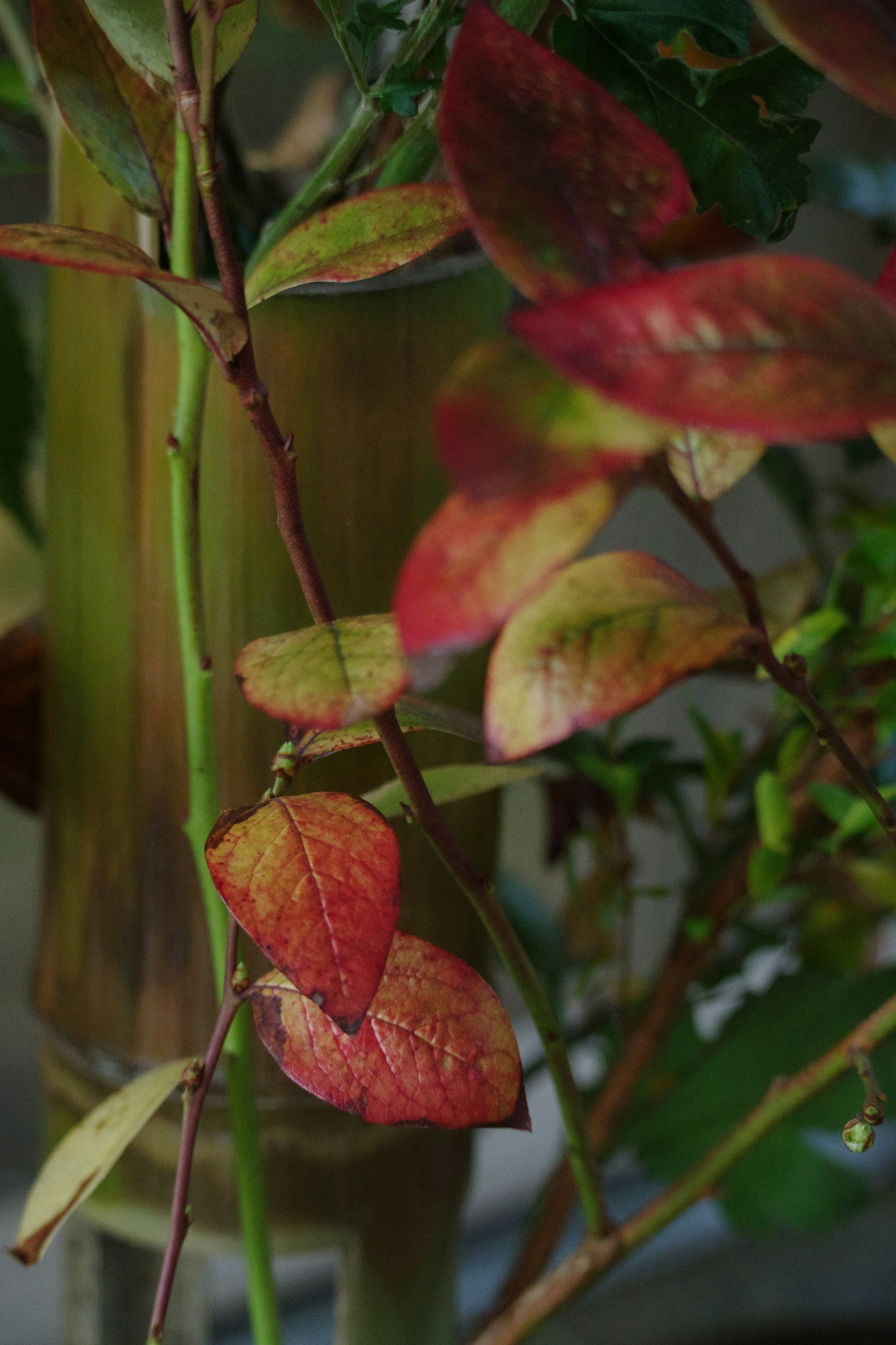 Gros plan d'une plante avec des feuilles colorées