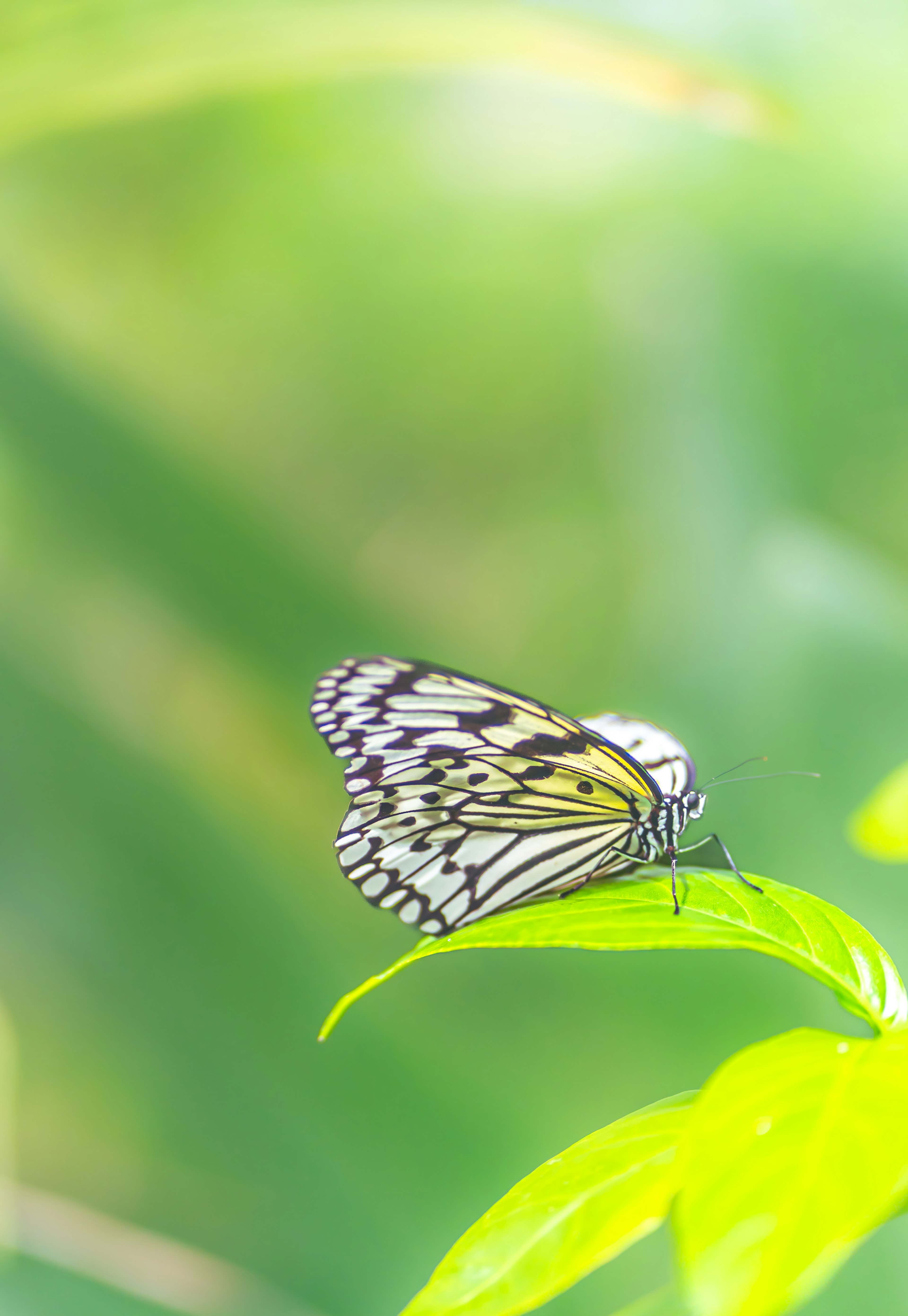 A black and white butterfly perched on a green leaf against a blurred green background