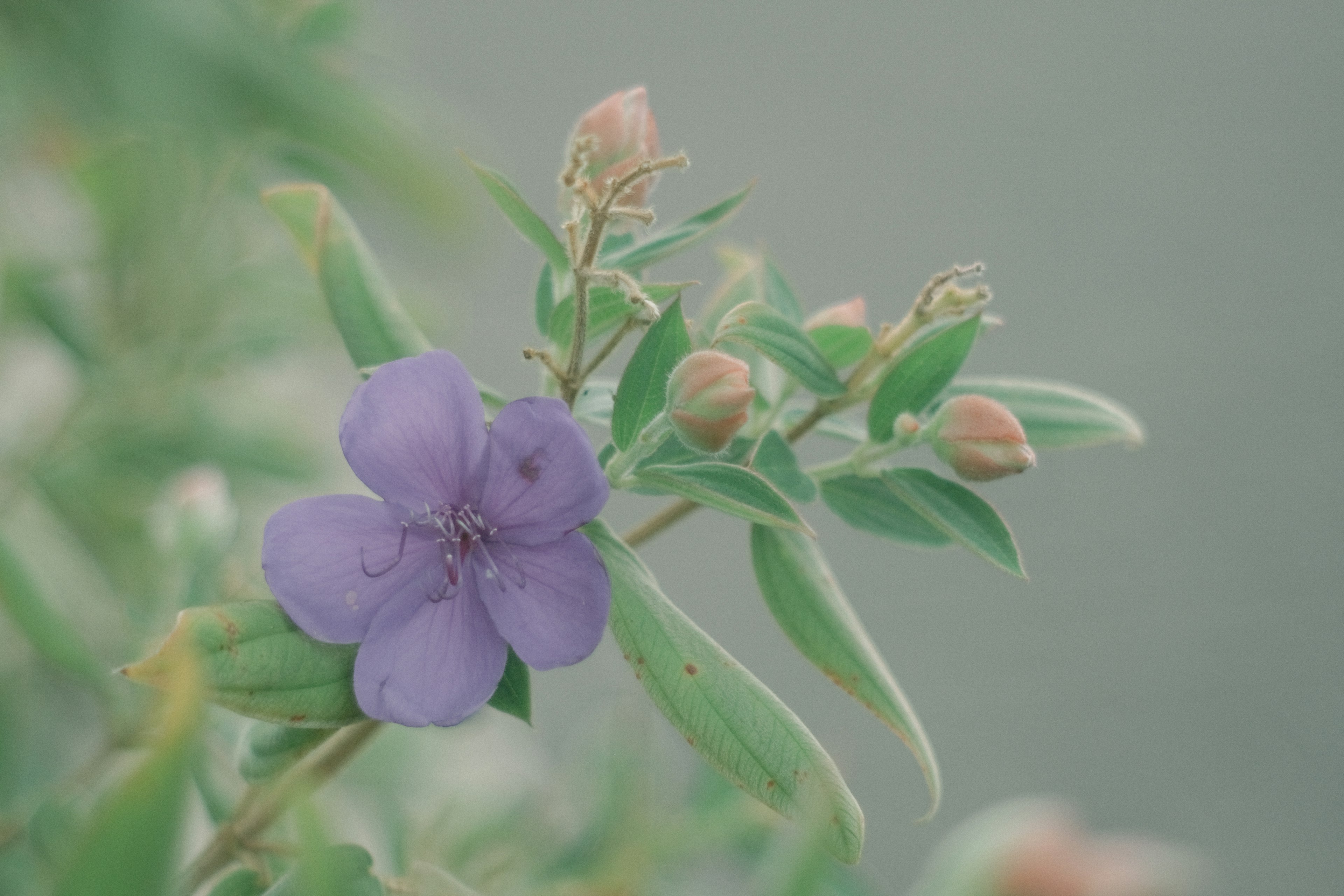 淡い紫色の花とつぼみのある緑の葉の植物