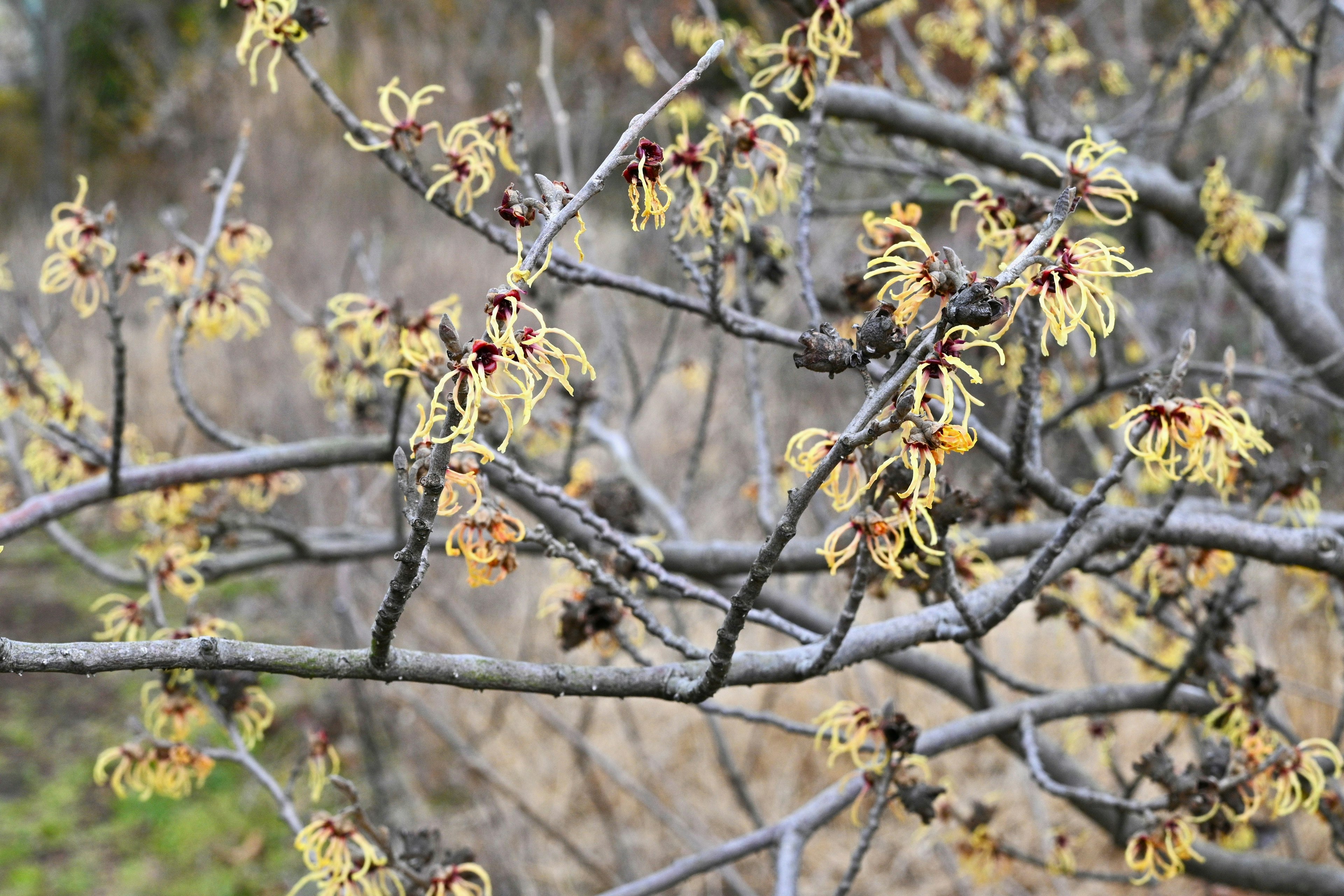 Nahaufnahme von Ästen mit länglichen gelben Blüten