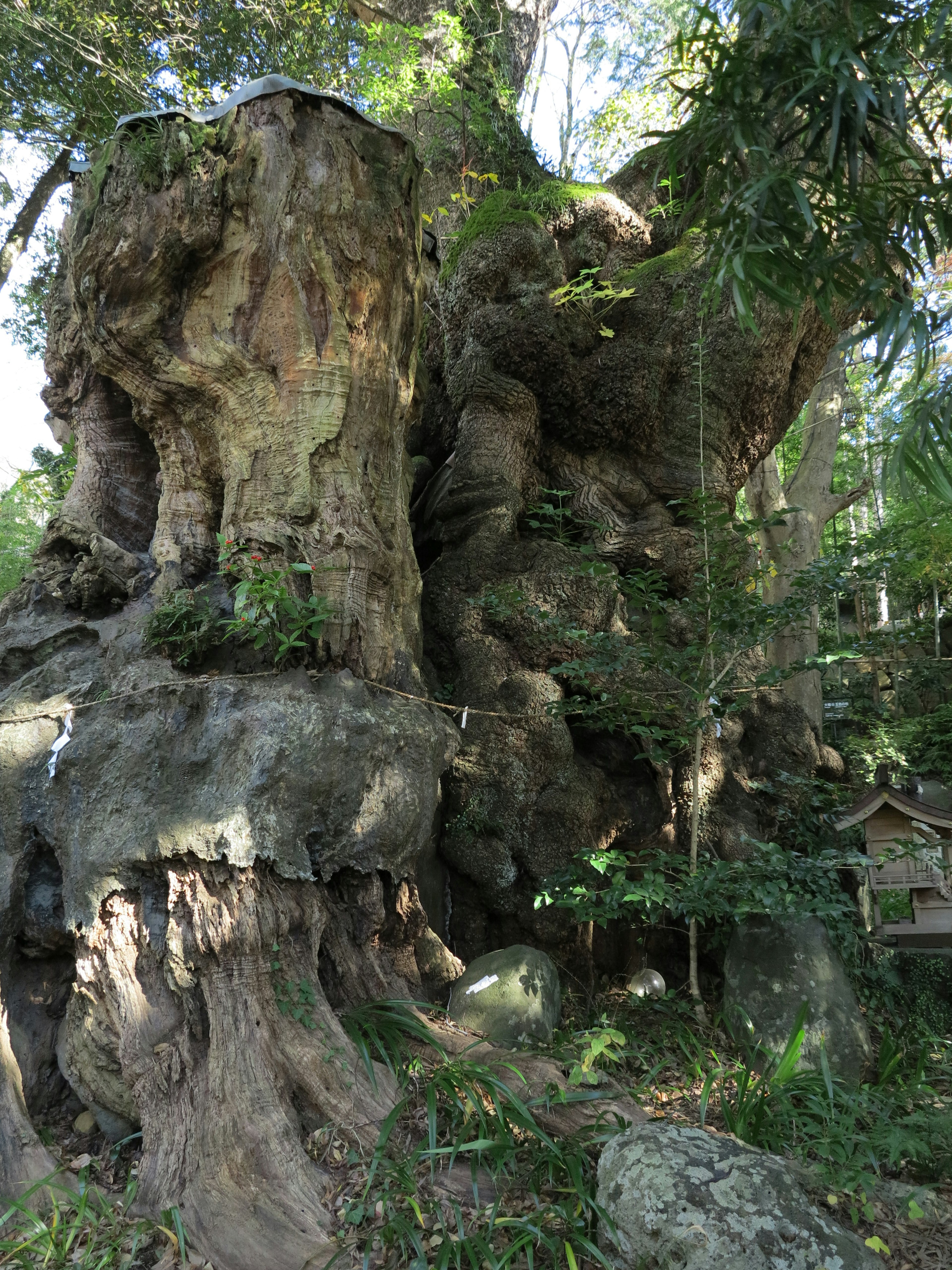 A massive tree with unique trunk shapes and exposed roots