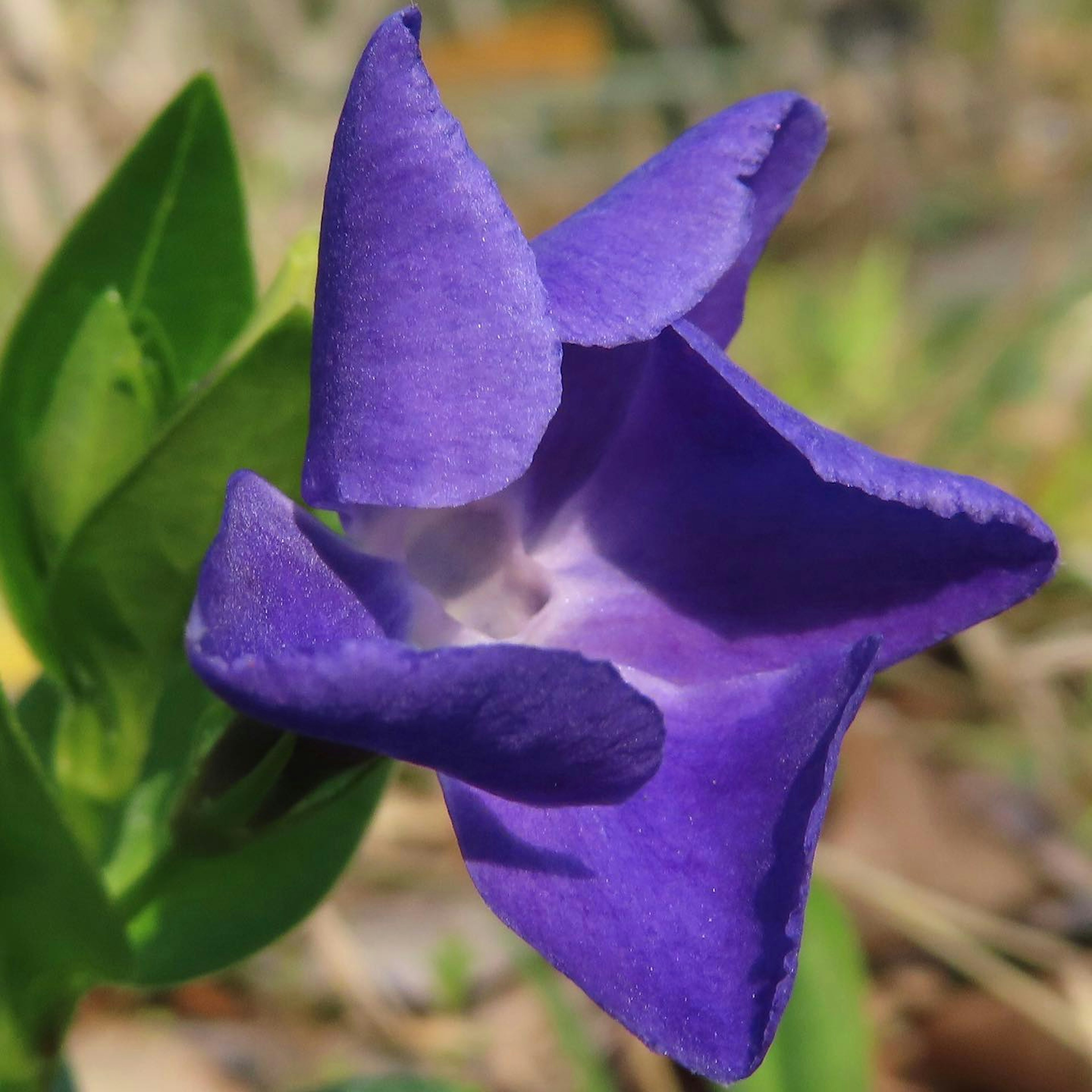 Un fiore viola vibrante che sboccia tra le foglie verdi