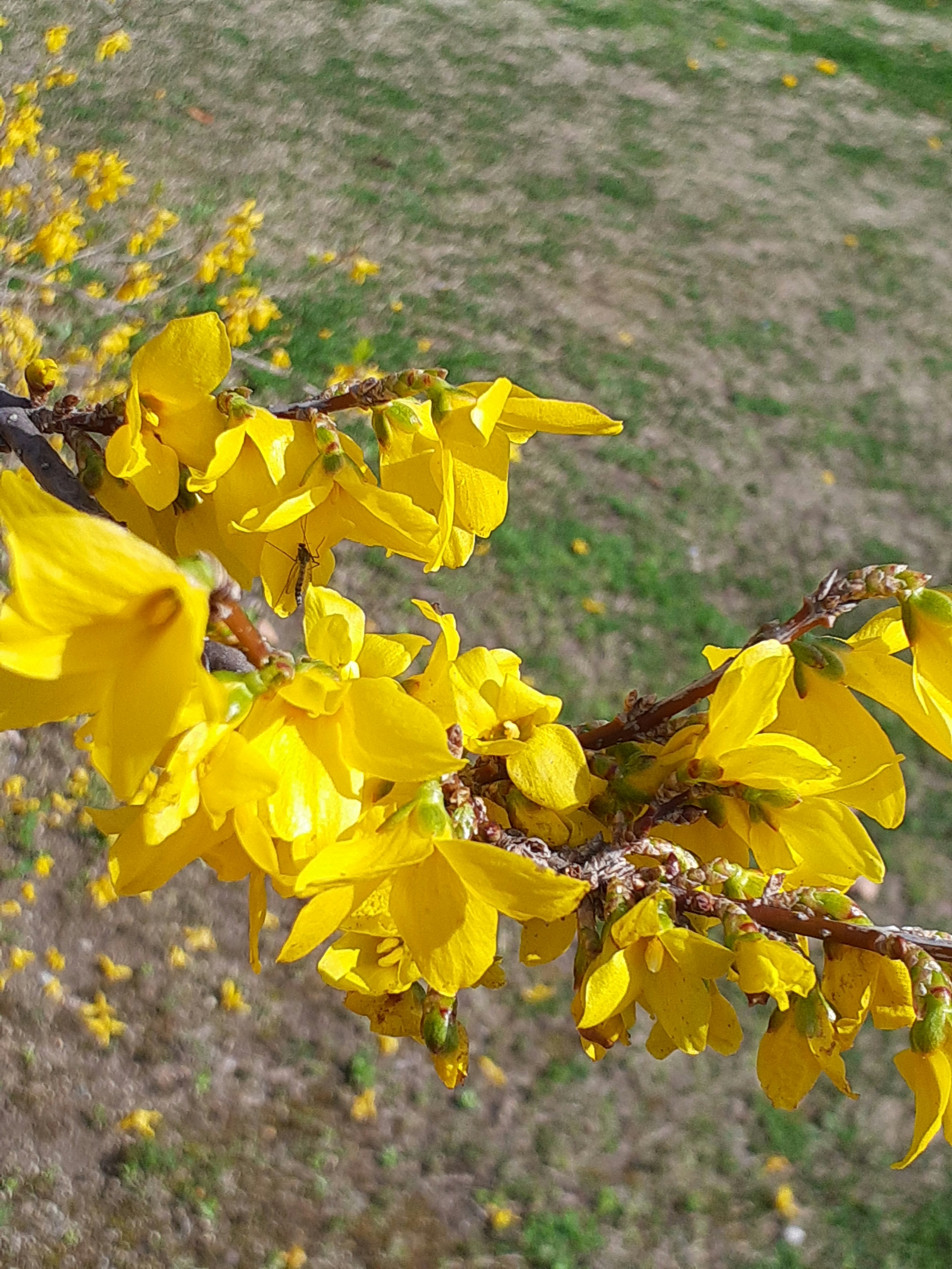 黄色の花が咲いた枝のクローズアップ