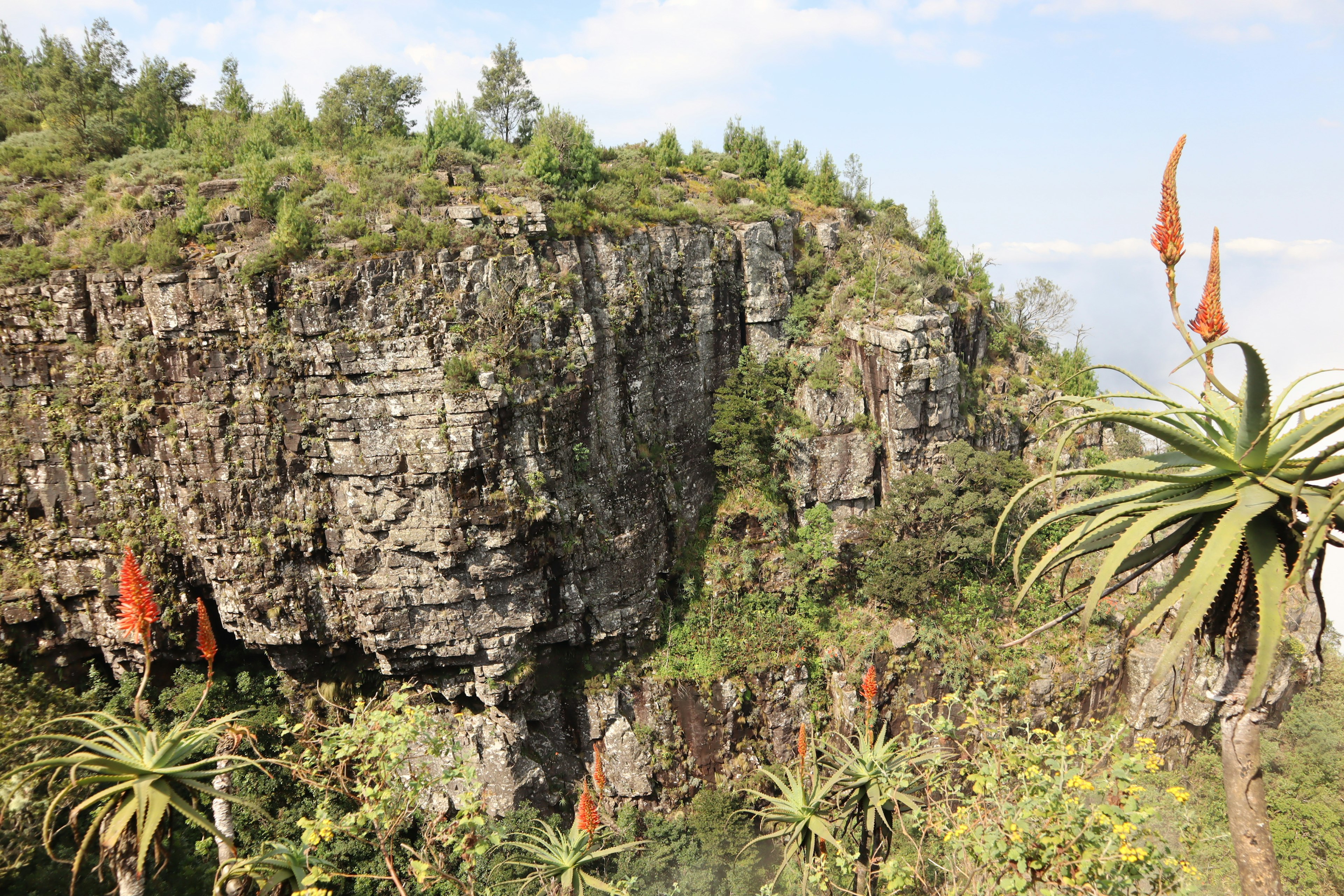 Scenic view of a rocky cliff with green vegetation and succulent plants