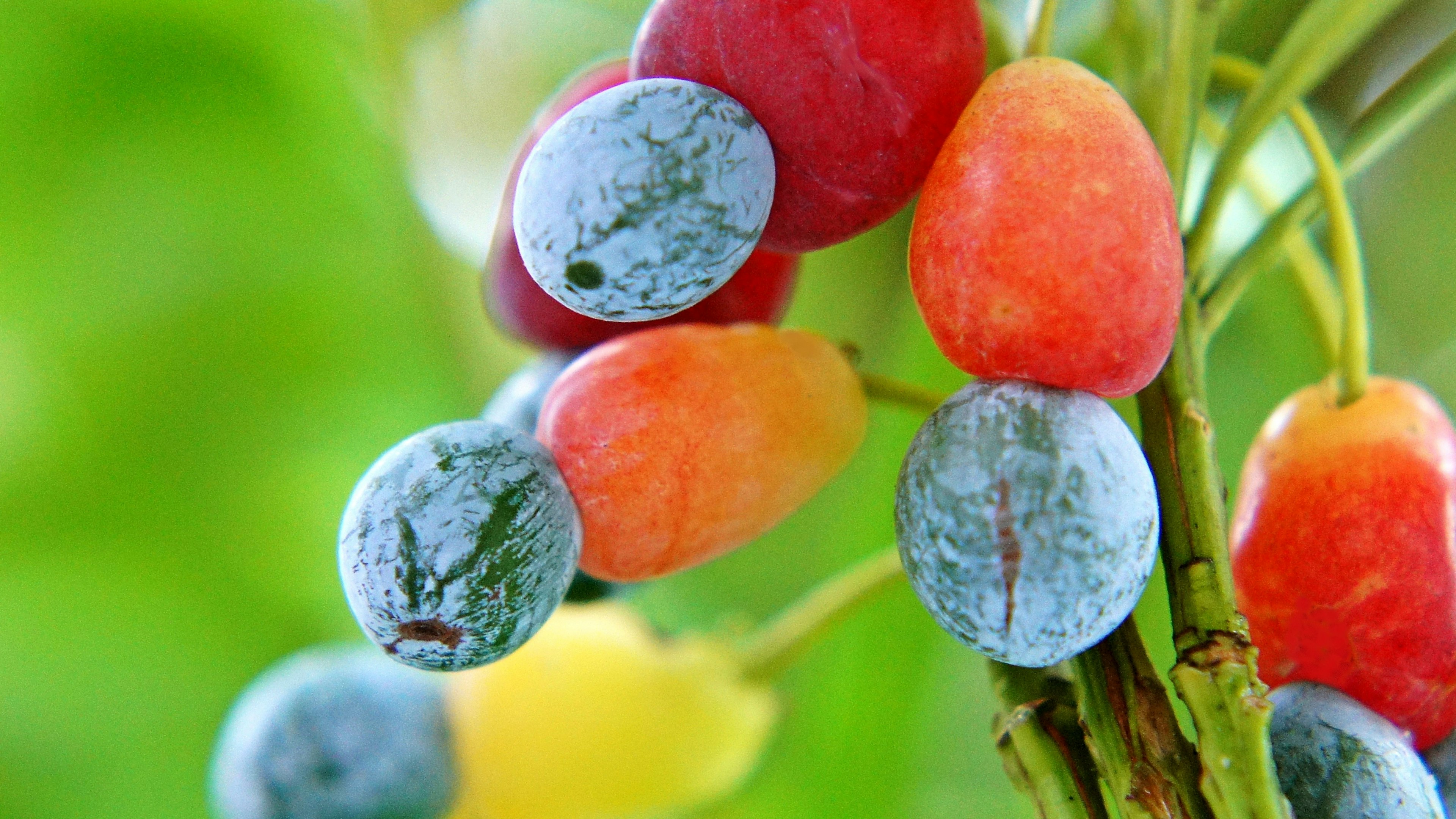 Colorful fruits clustered together against a green background