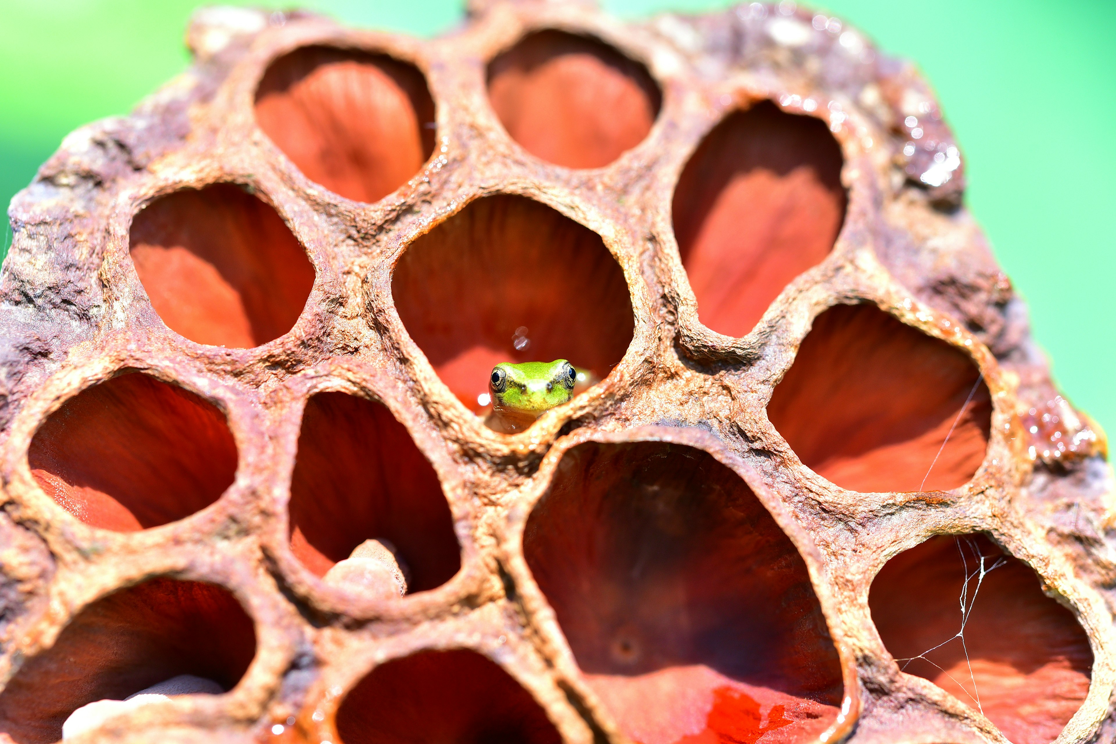 Ein kleiner grüner Frosch versteckt sich in einer Lotusfrucht