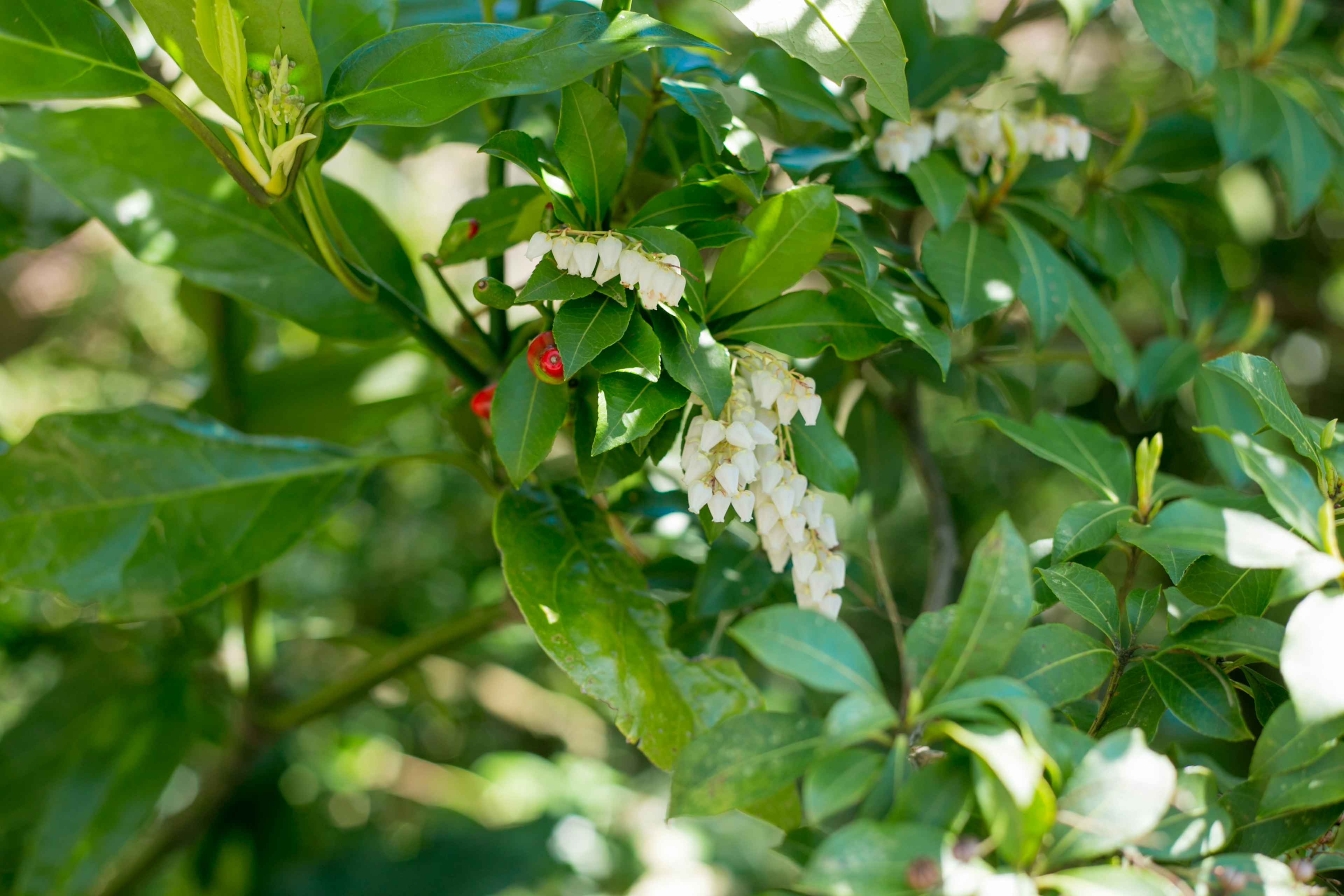 Close-up of a plant with white flowers and red berries among green leaves