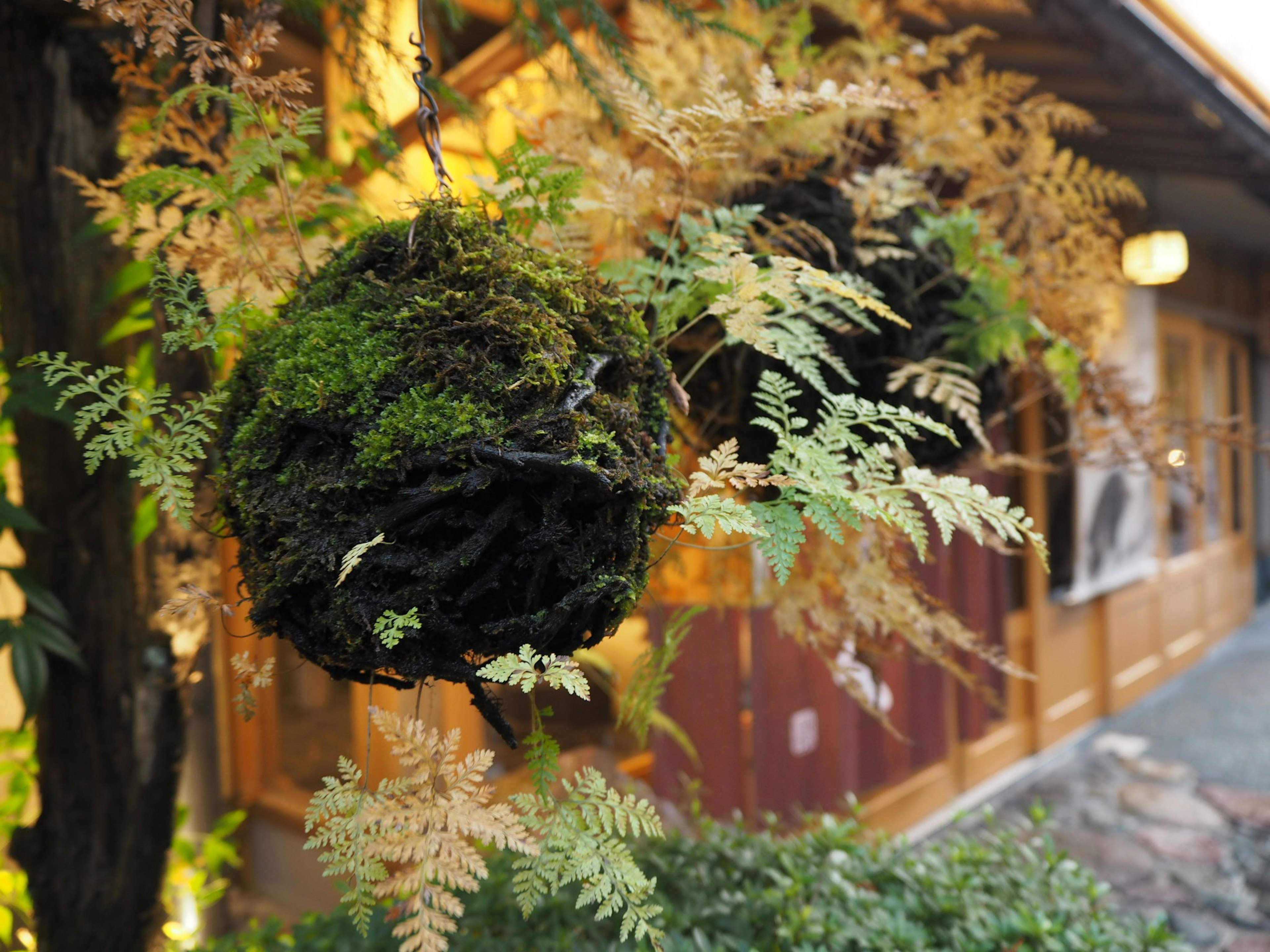 Hanging moss spheres surrounded by fern leaves in a serene setting