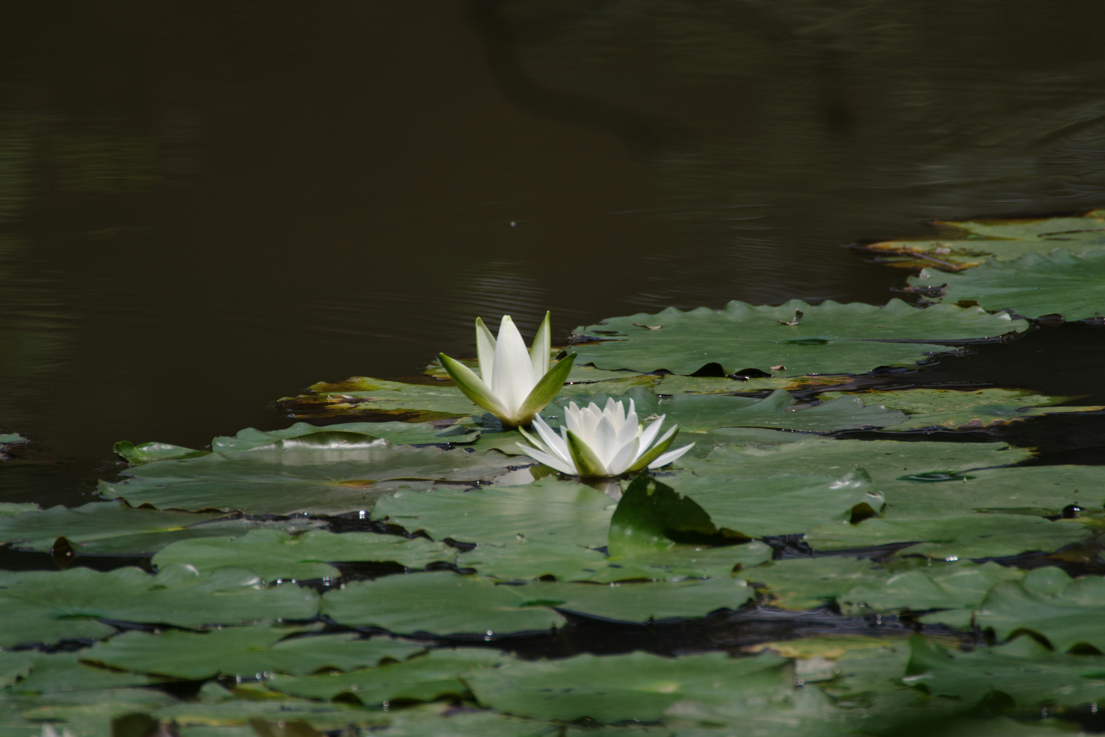 Lirios blancos flotando en un estanque oscuro con hojas verdes