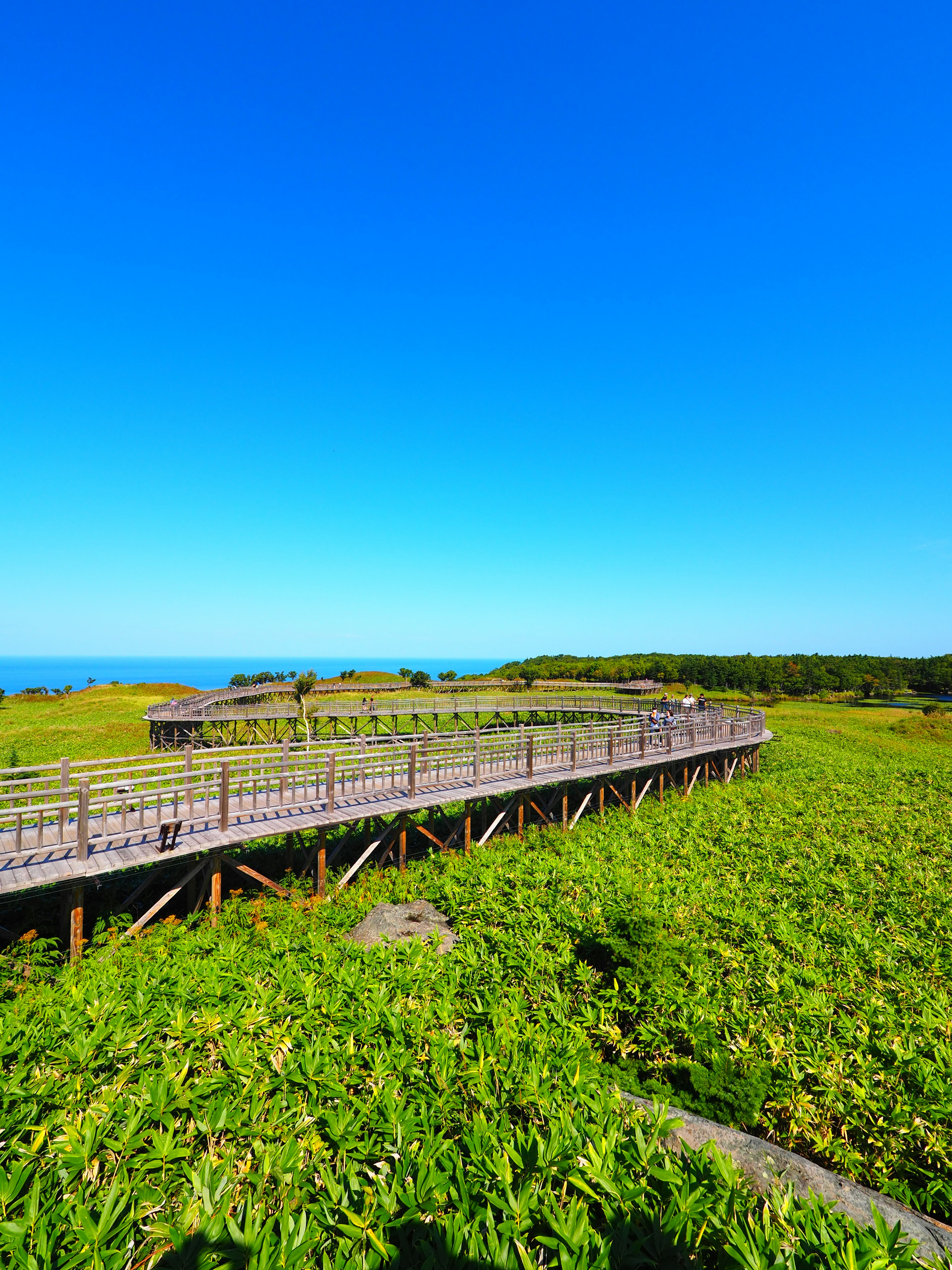 青空と緑の植物に囲まれた木製の遊歩道