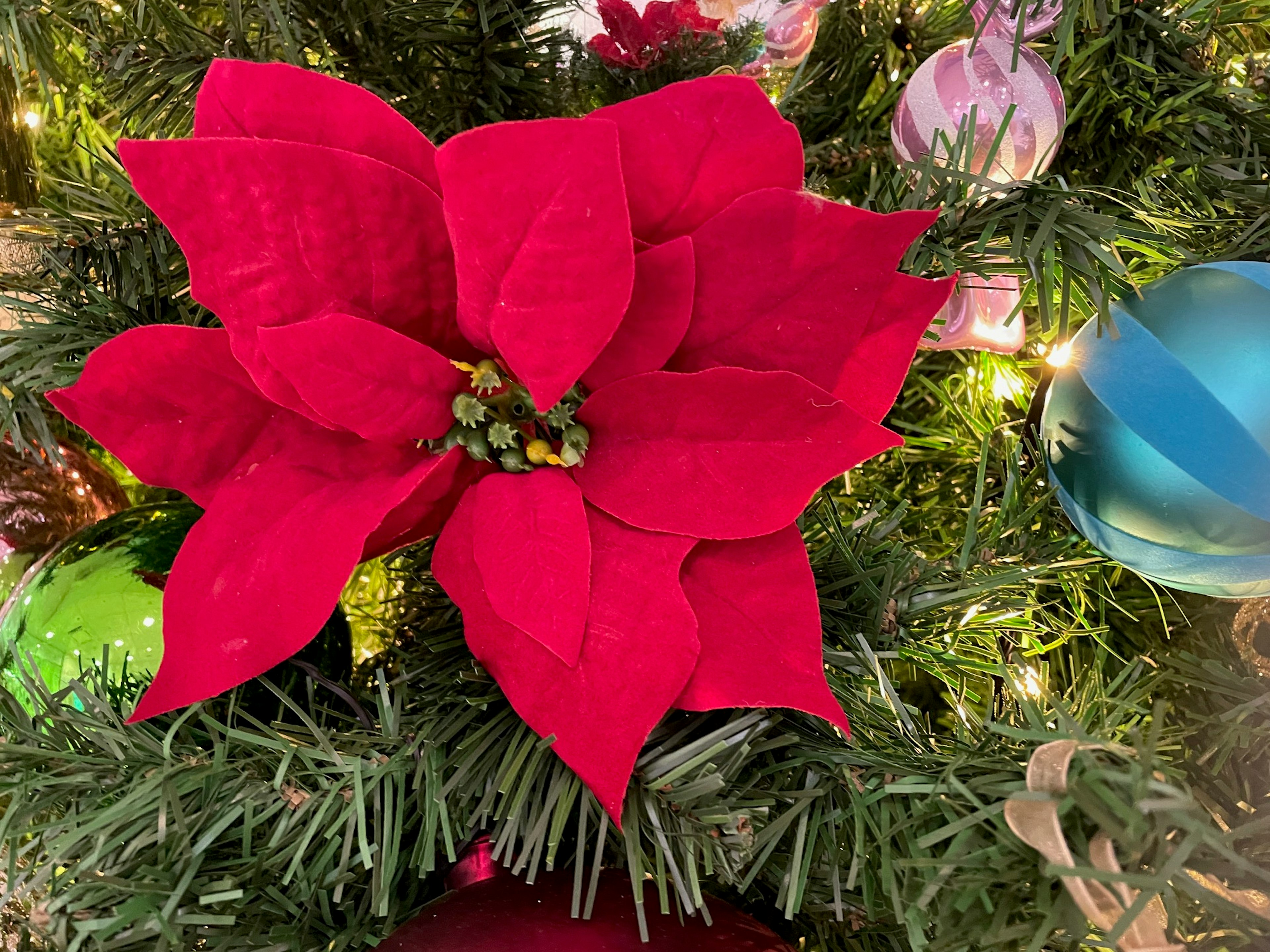 Bunga poinsettia merah di pohon Natal