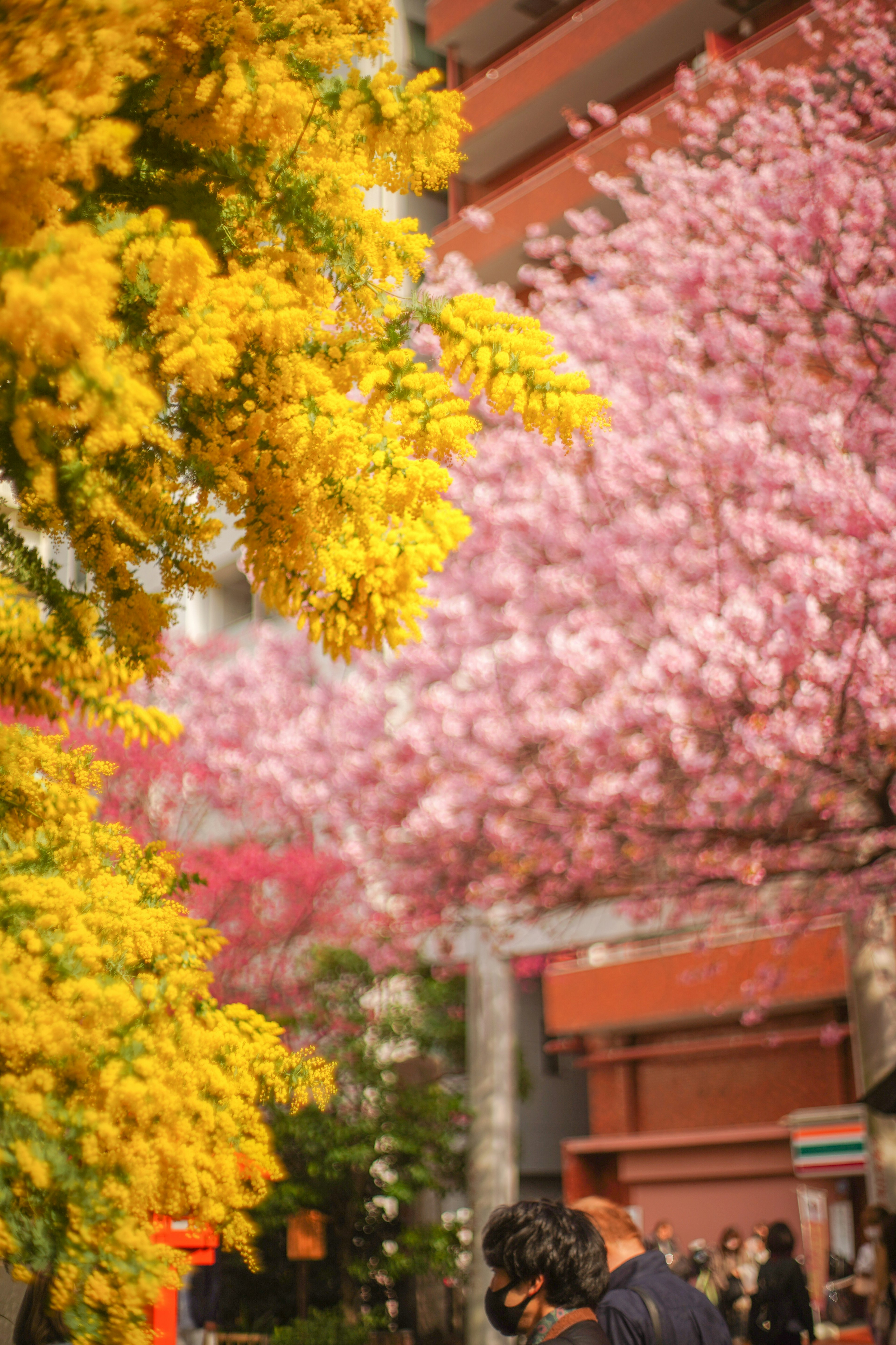 Bunga kuning cerah di samping bunga sakura yang mekar dalam pemandangan musim semi