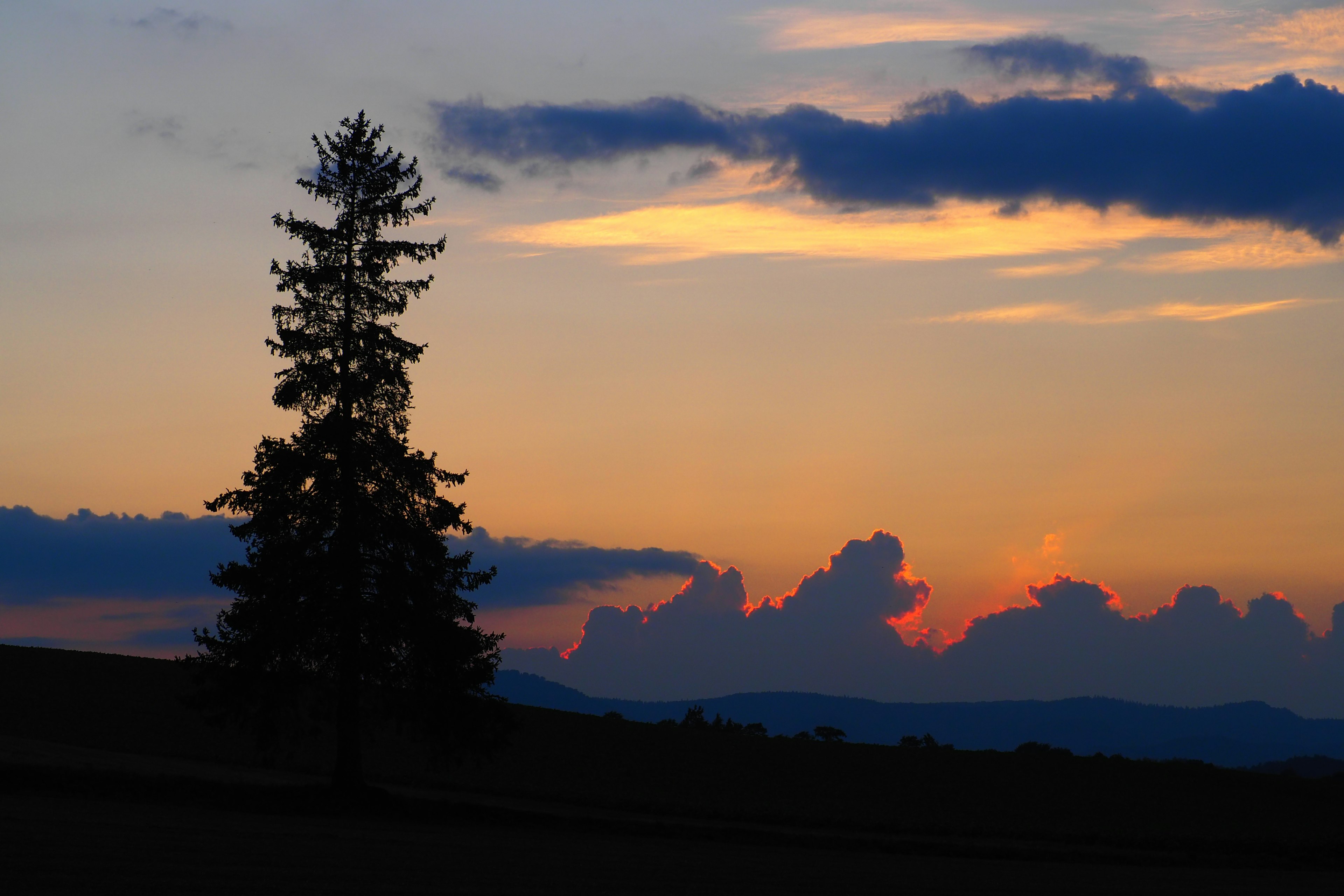 Albero conifero in silhouette contro un cielo di tramonto colorato