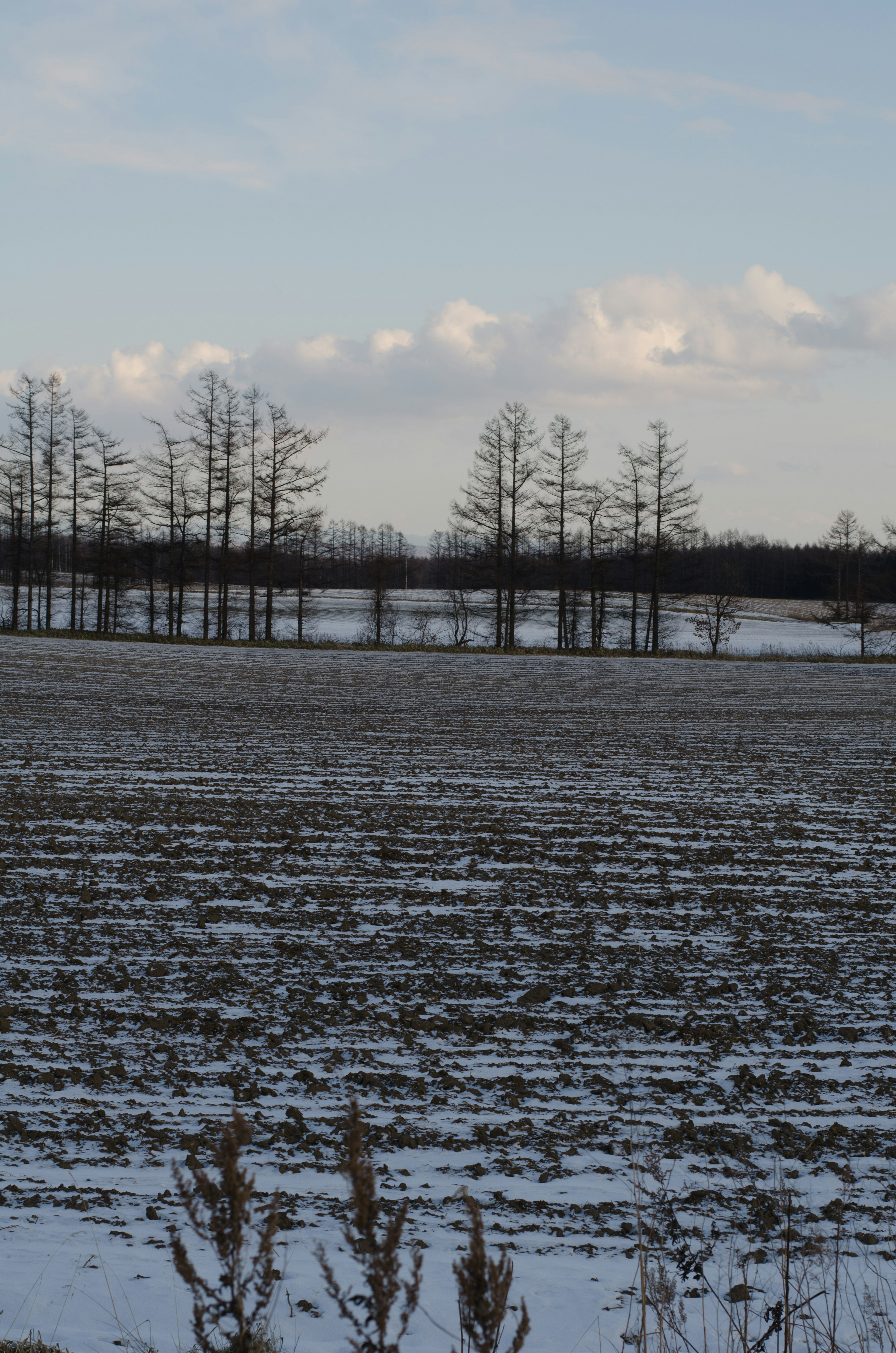 Terres agricoles recouvertes de neige avec silhouettes d'arbres au loin