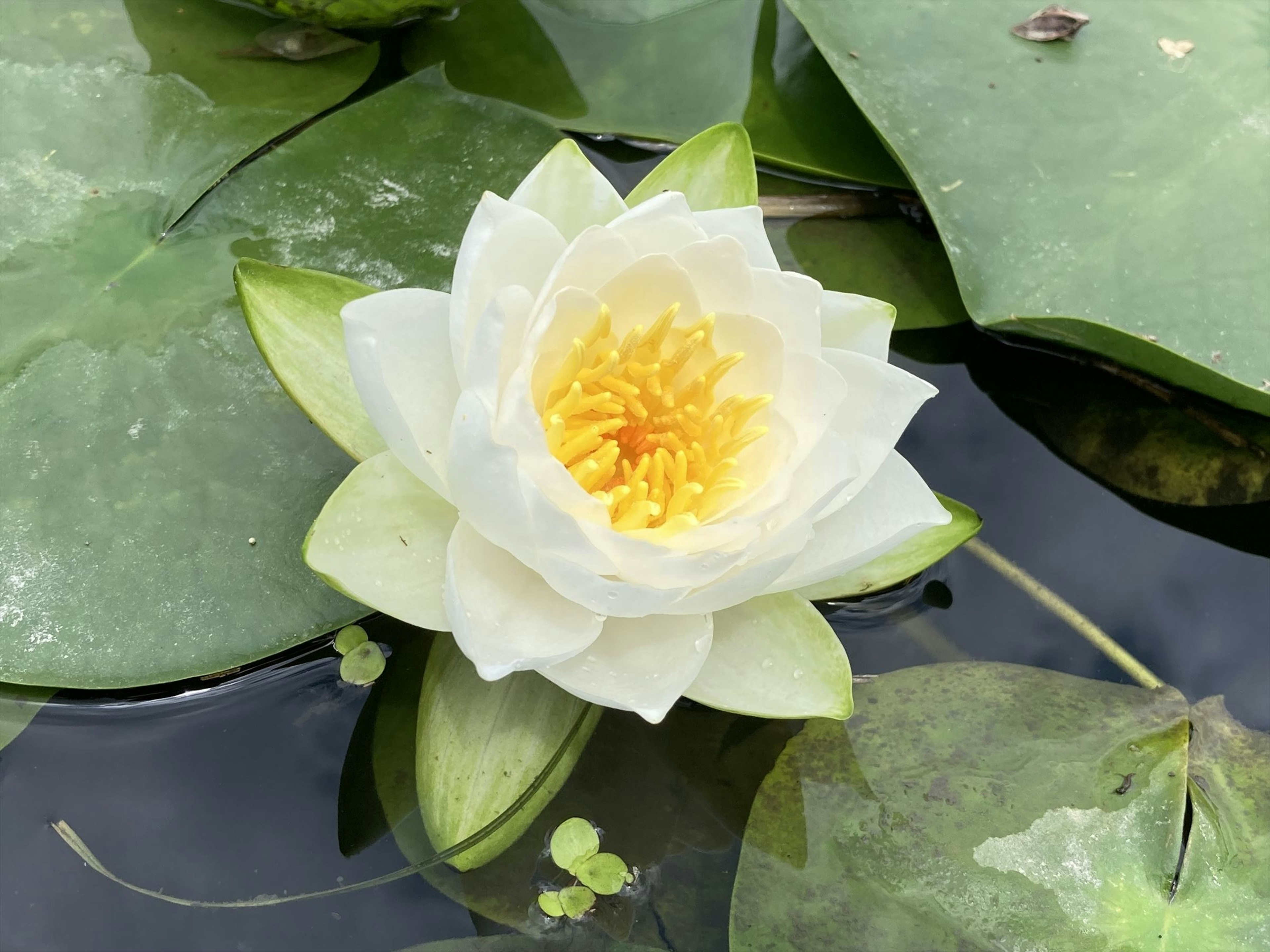 Una flor de lirio blanco flotando sobre el agua rodeada de hojas verdes